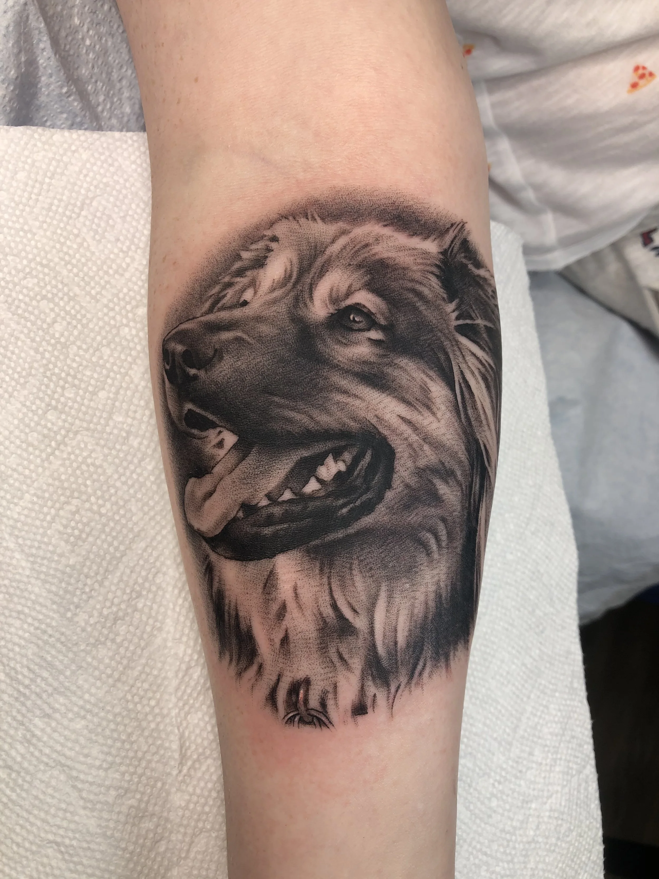 Black and gray tattoo of a realistic lion's head with an open mouth, detailed fur, and expressive eyes on a person's arm.