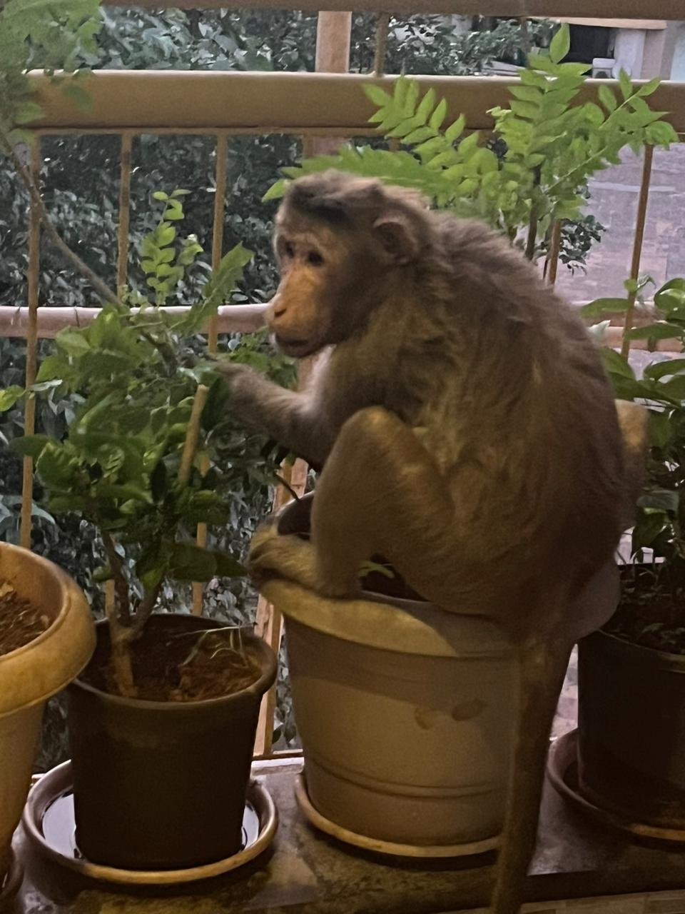Monkey.jpeg