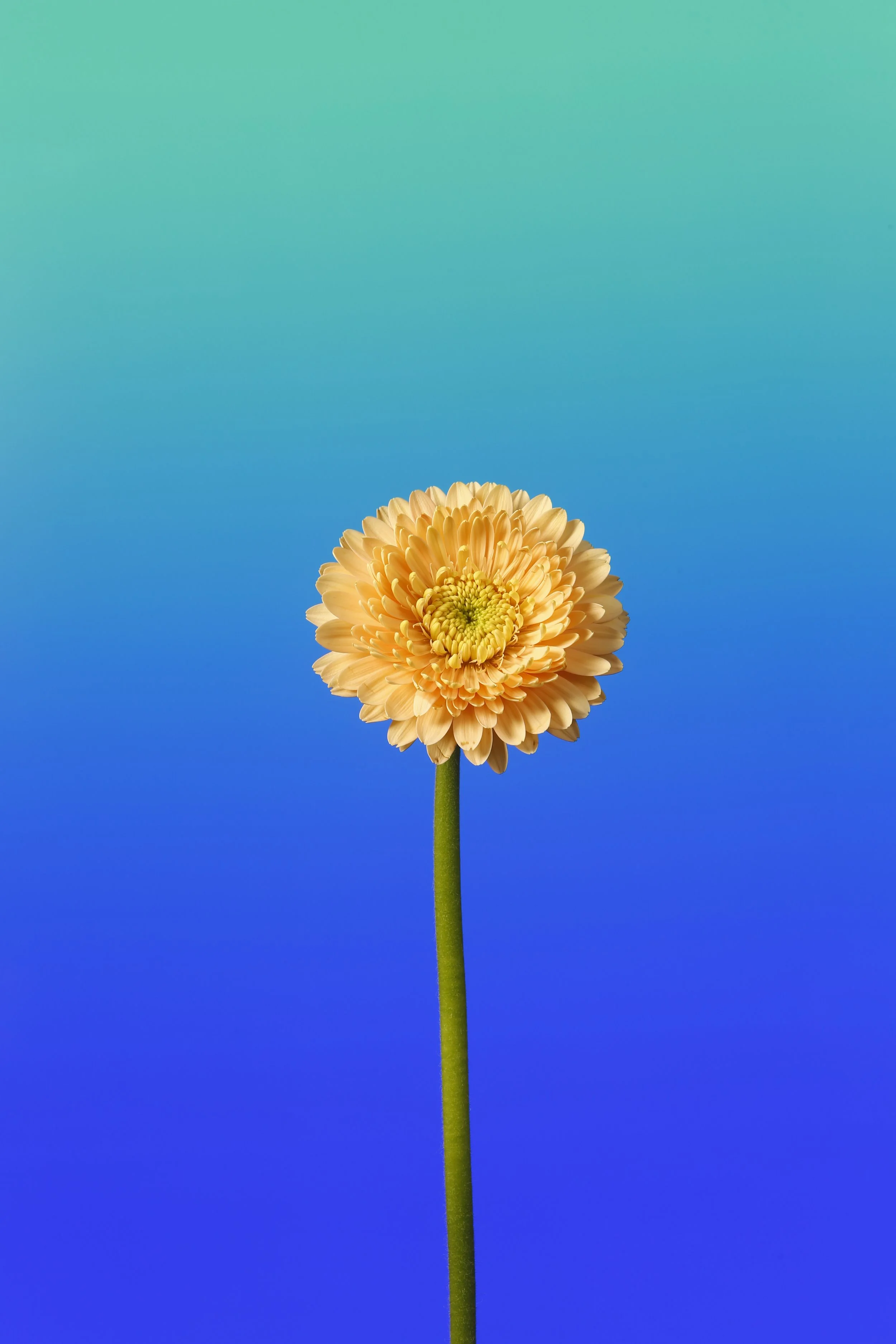 Flower in the metaverse