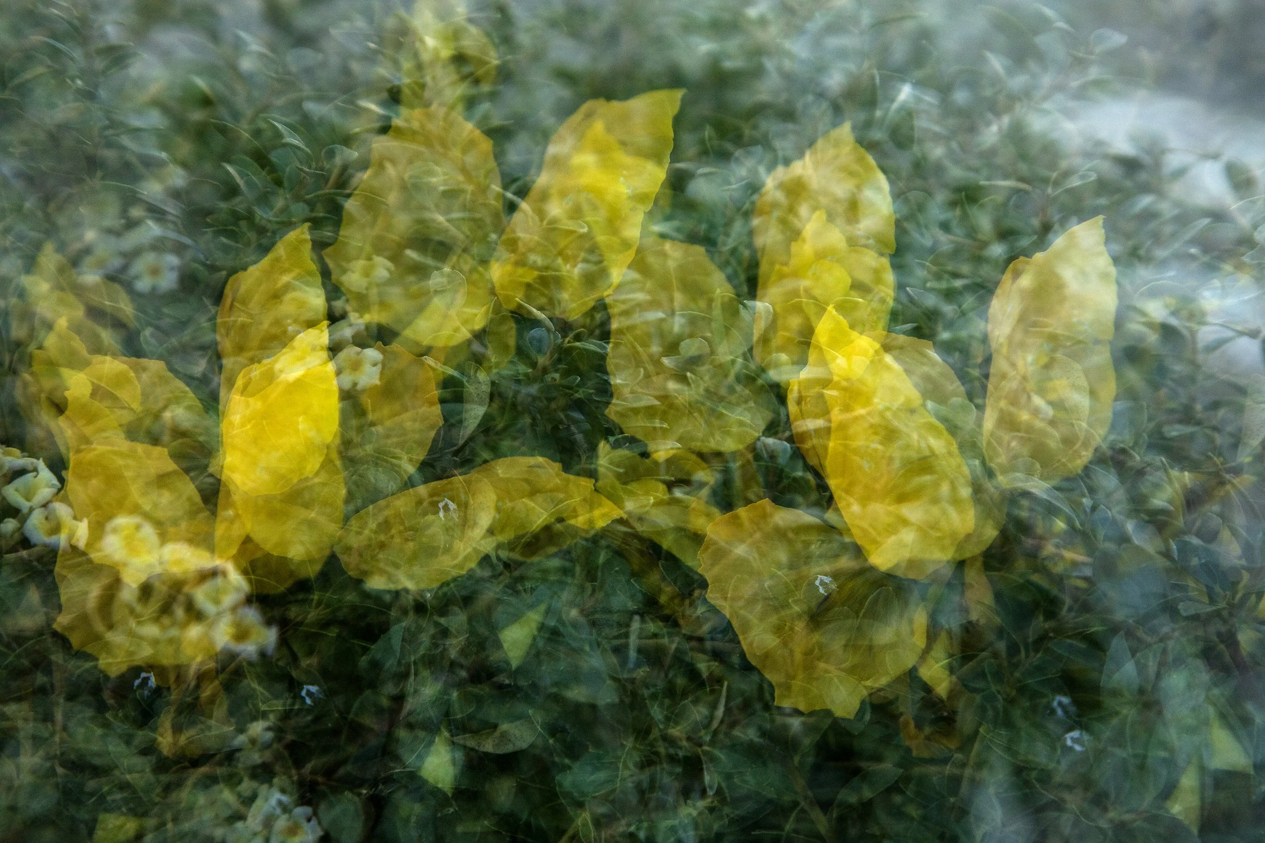 Vanishing flower 01.jpg