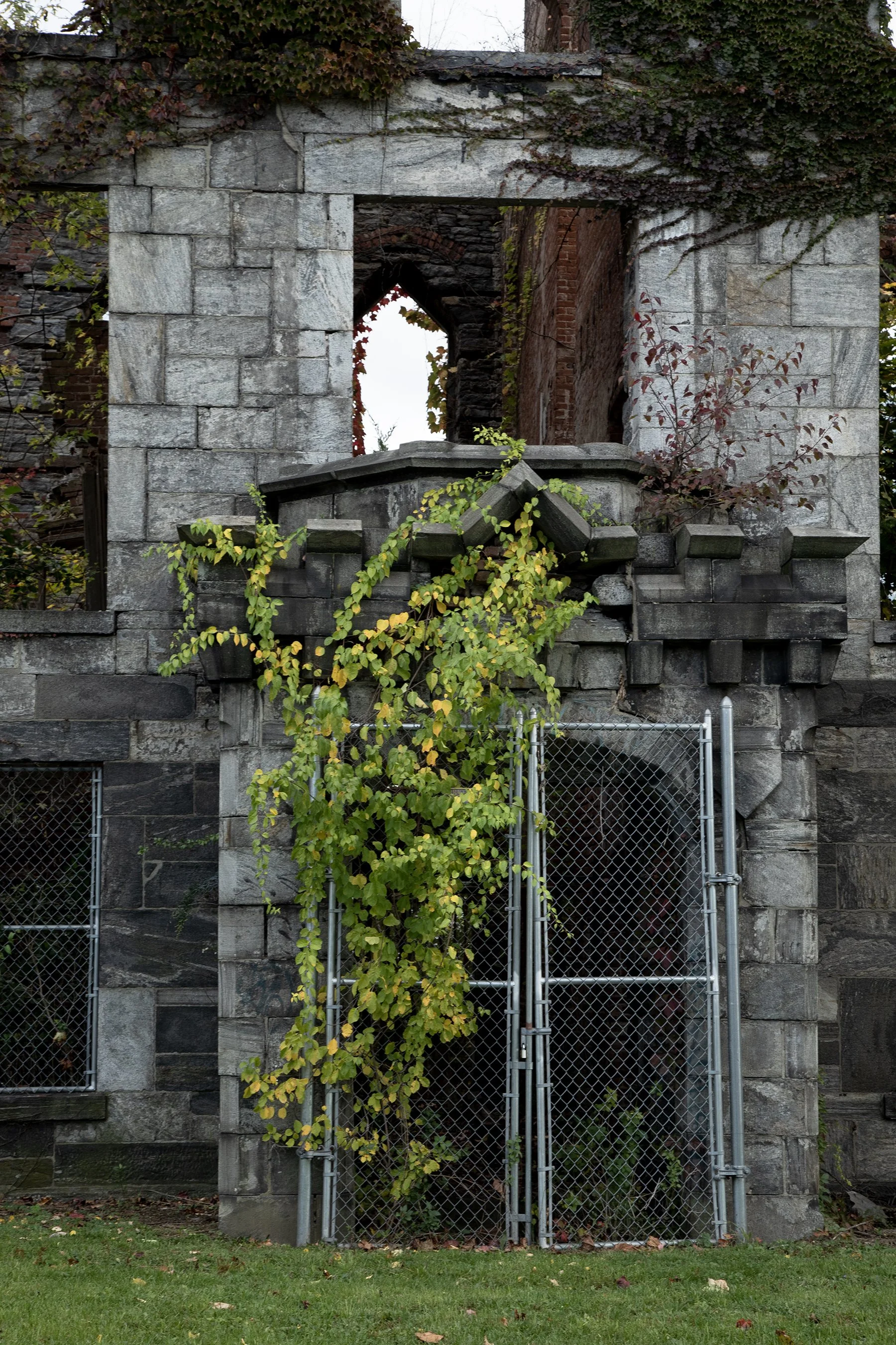 Ecological succession 04.jpg