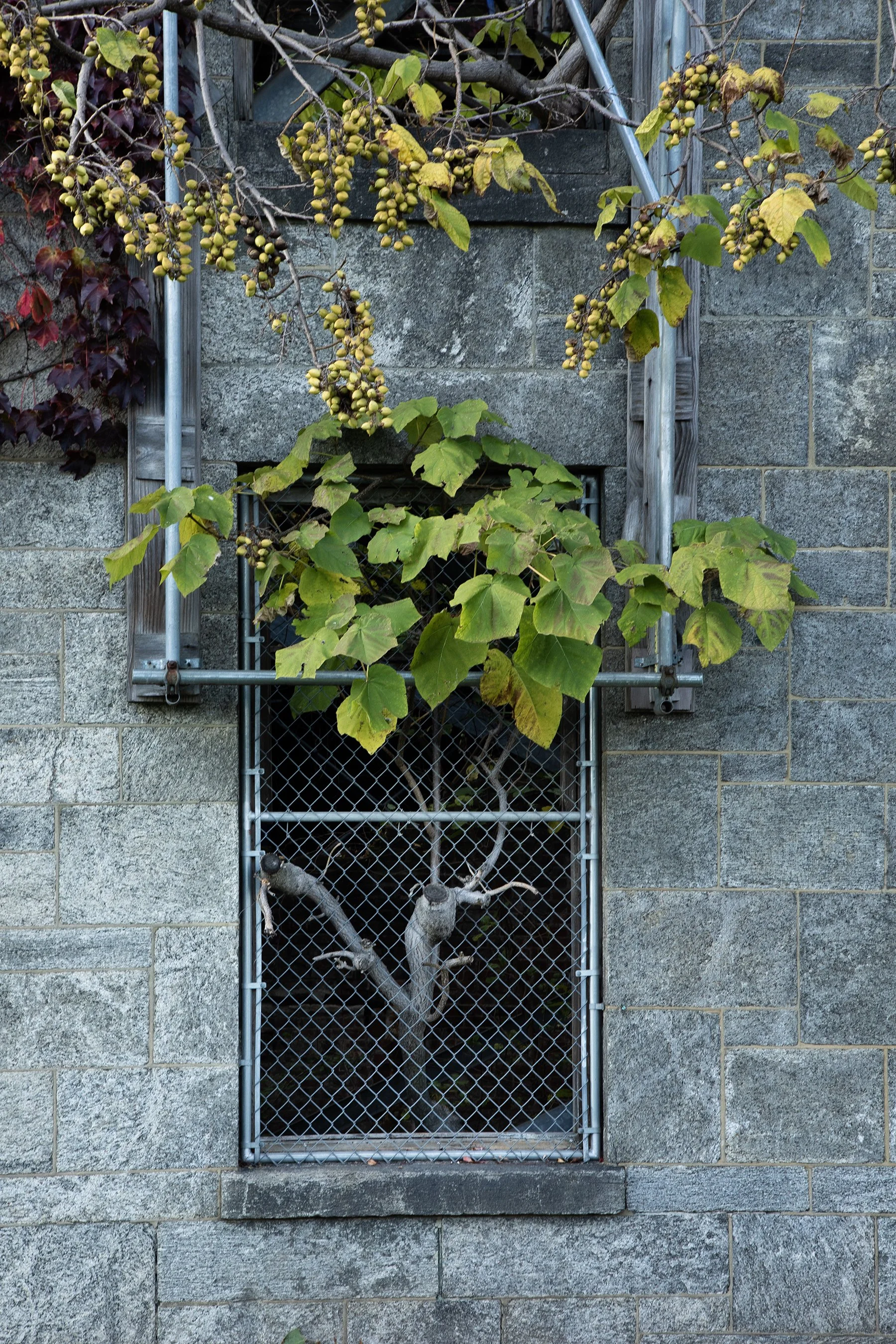 Ecological succession 03.jpg