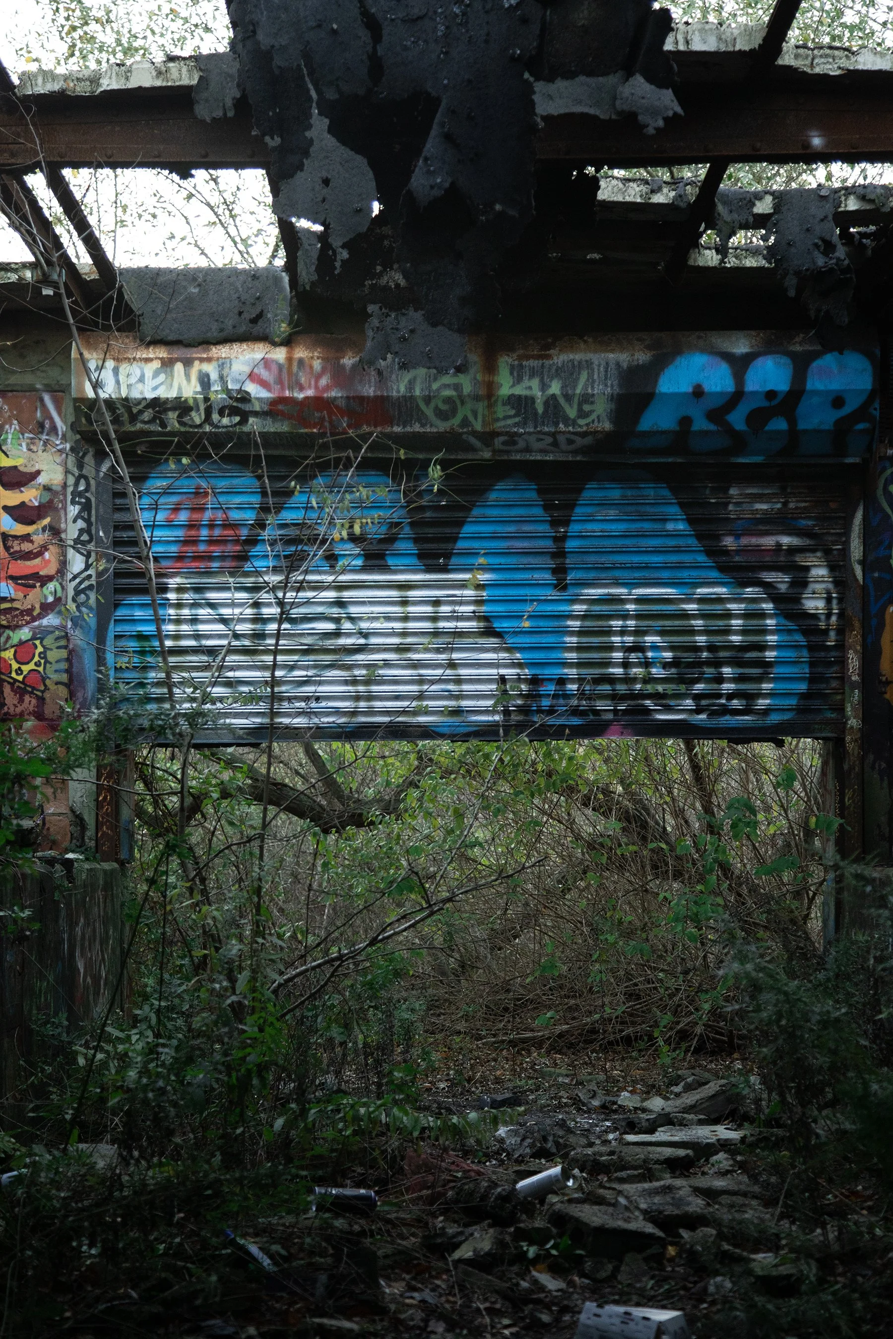 Ecological succession 02.jpg