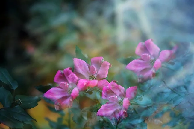 Vanishing flower 06.jpg