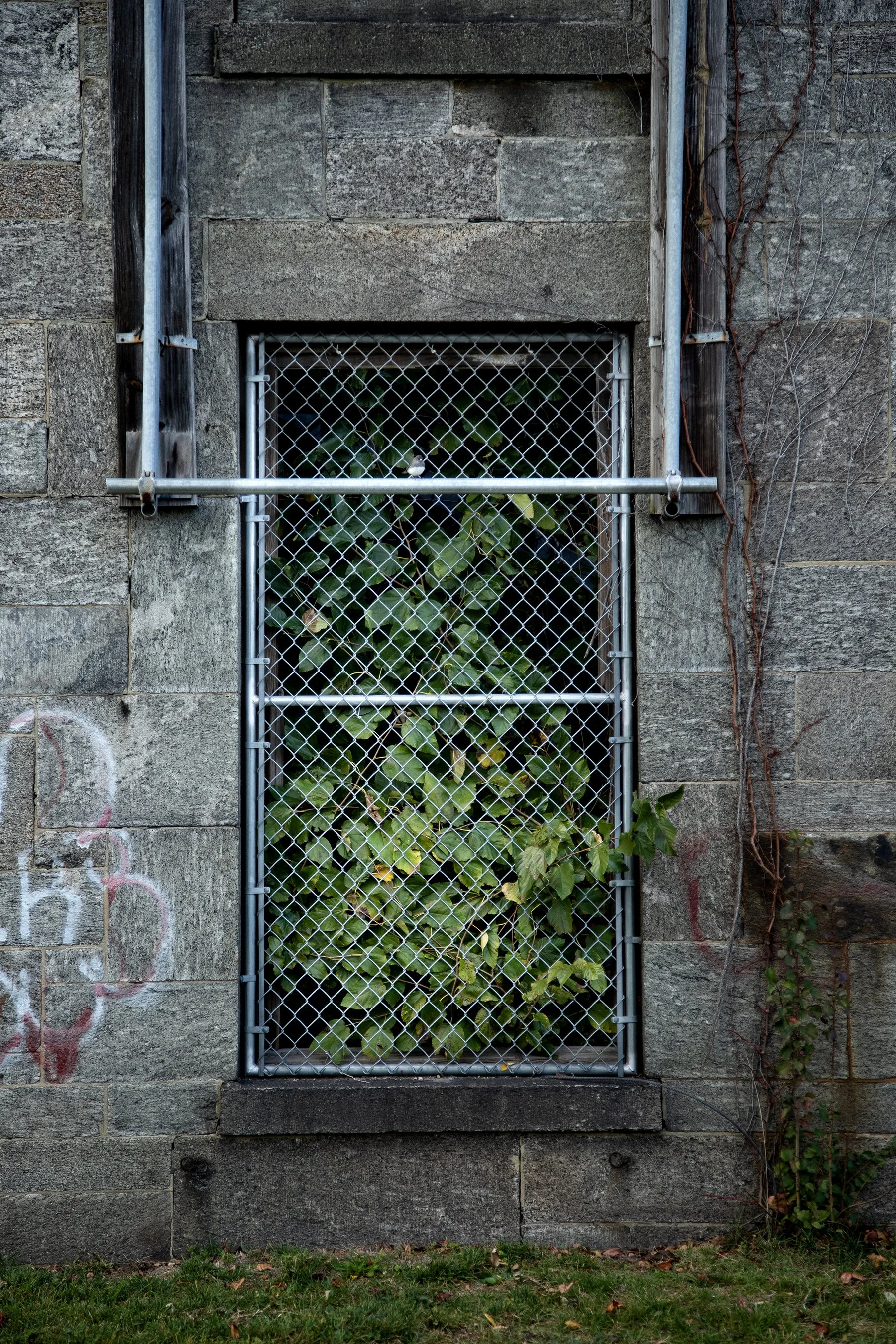 Ecological succession 05.jpg