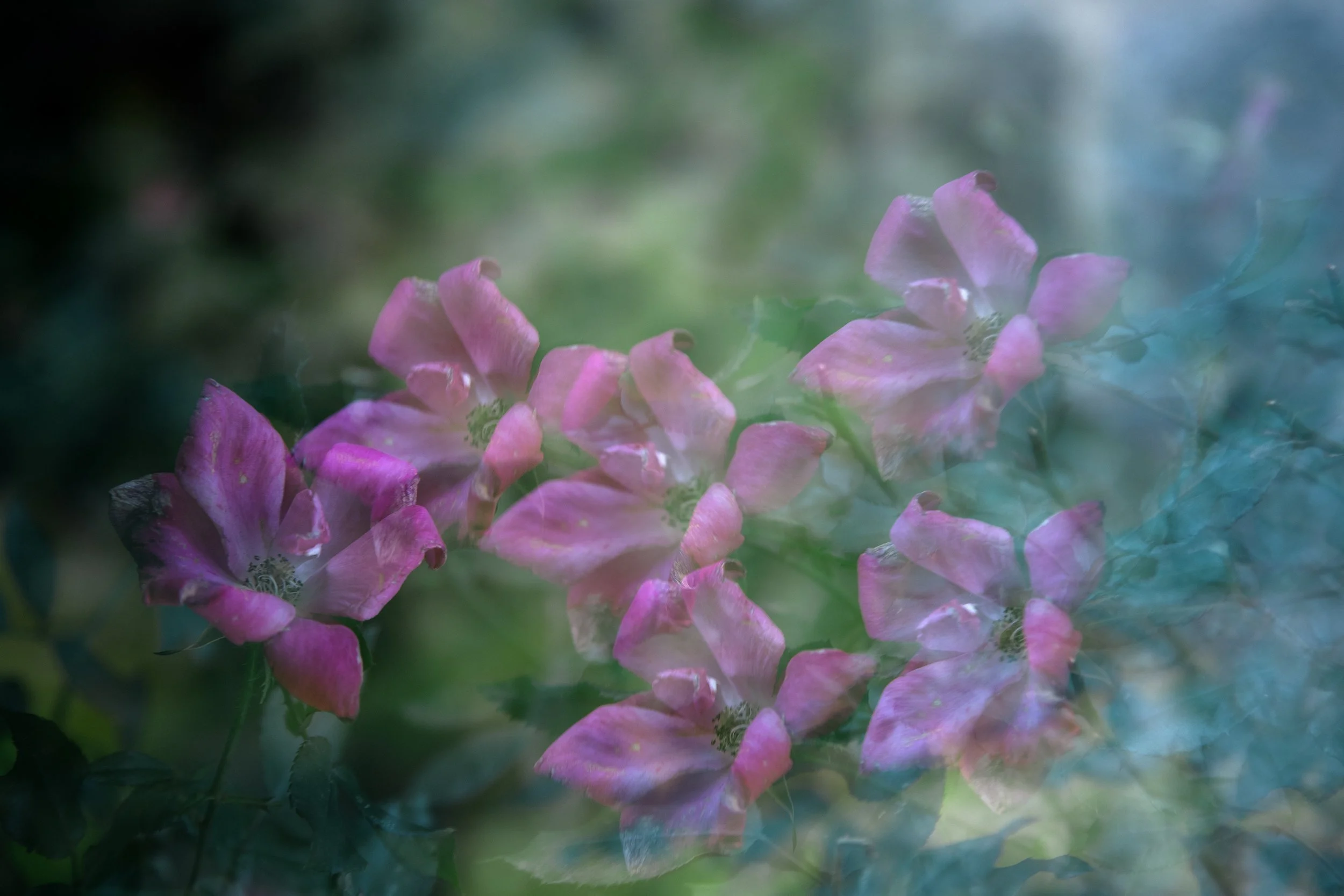 Vanishing flower 04.jpg