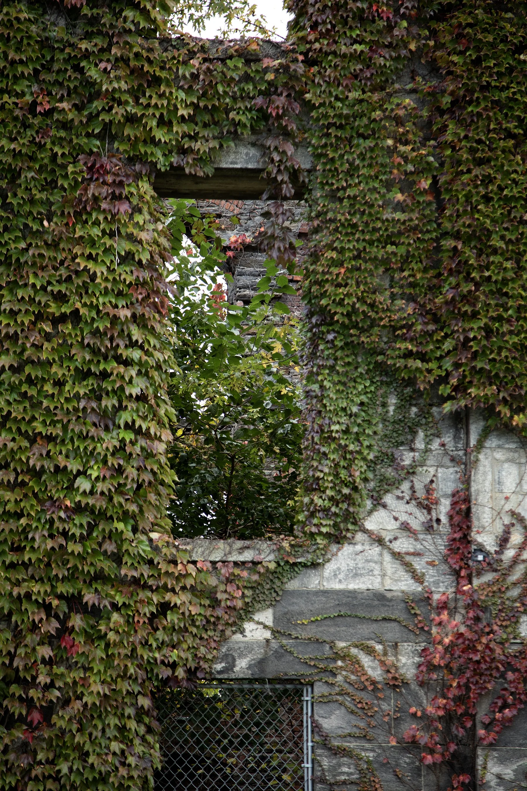 Ecological succession 06.jpg