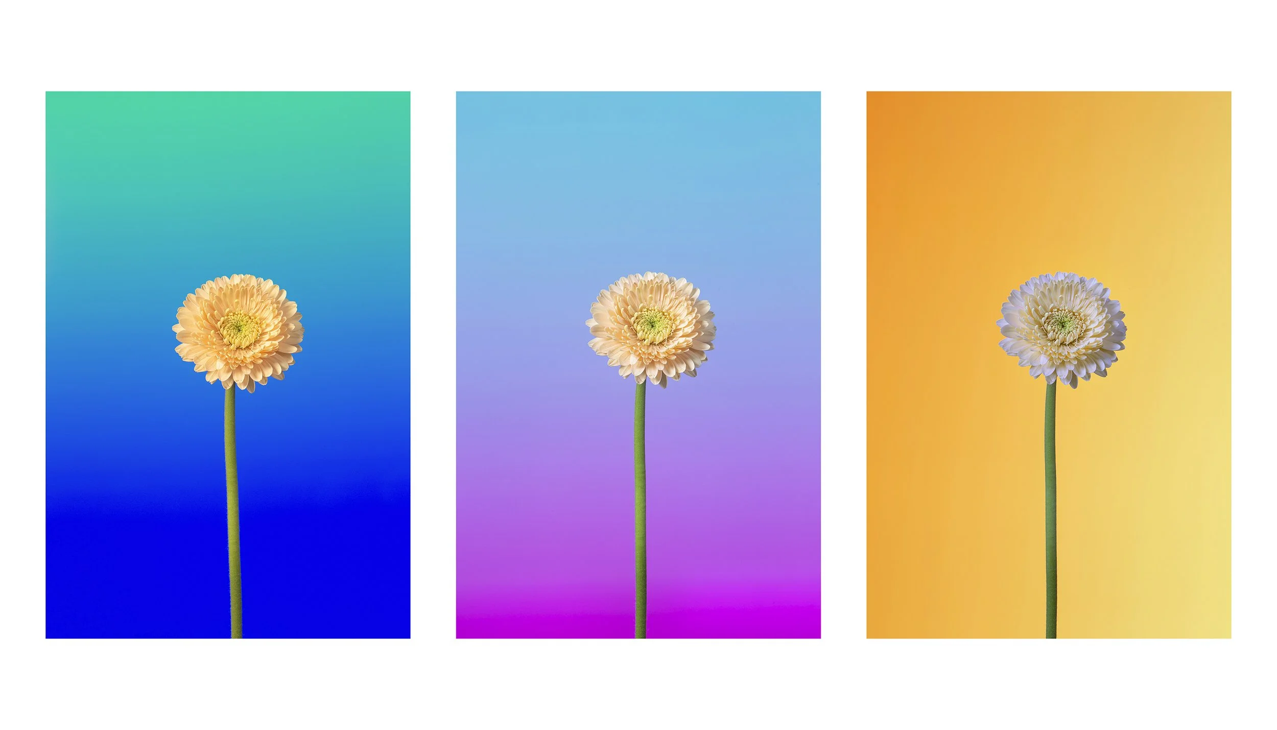 Flower in the metaverse 01.jpg