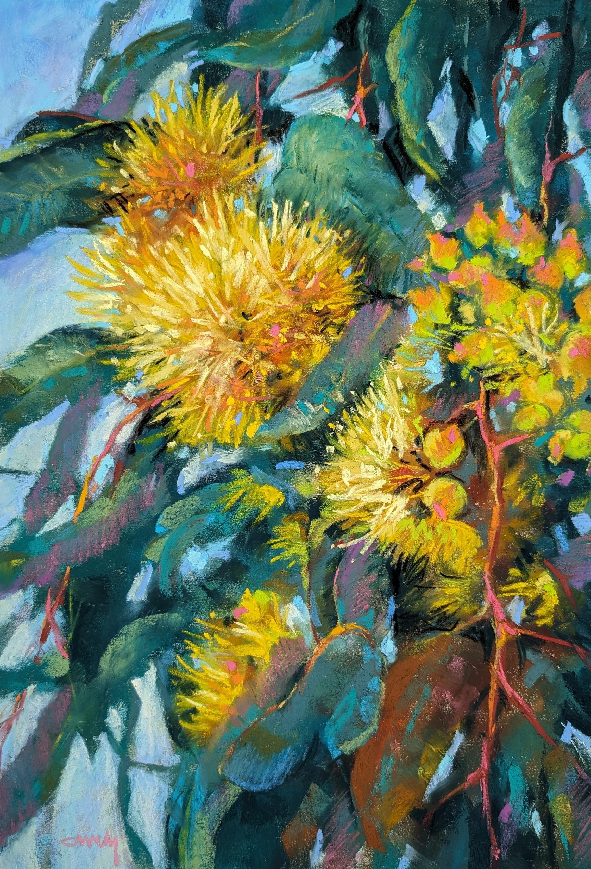 Eucalyptus woodwardii Maiden, Wudinna South Australia