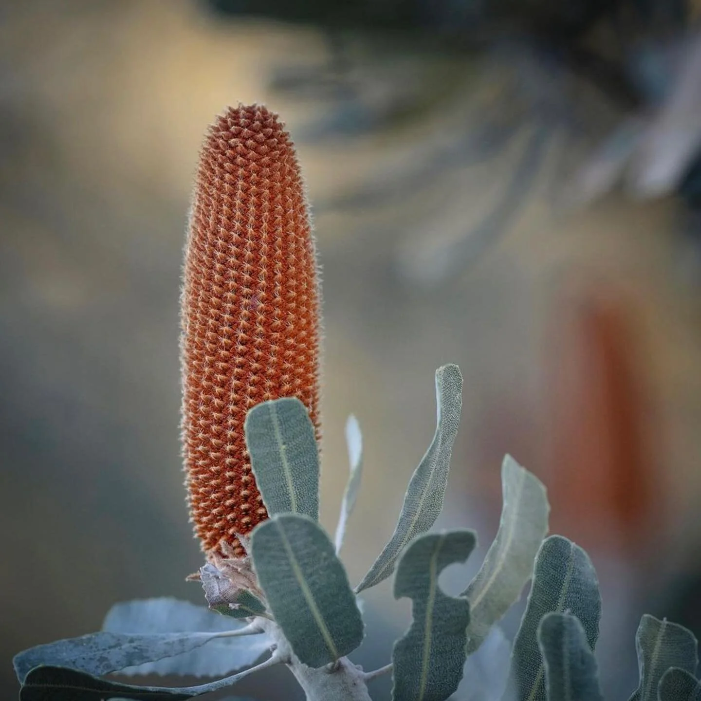 Stunning Banksia, I think a Western Australian variety. Textural inspiration.
.
.
.
Stunning photo credit @offpenphotography 
#banksia #australianflora