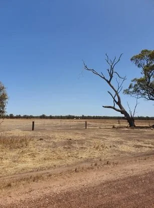 gate tree.jpg