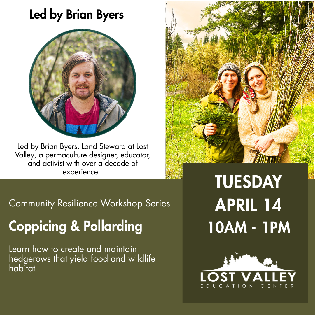 Coppicing & Pollarding