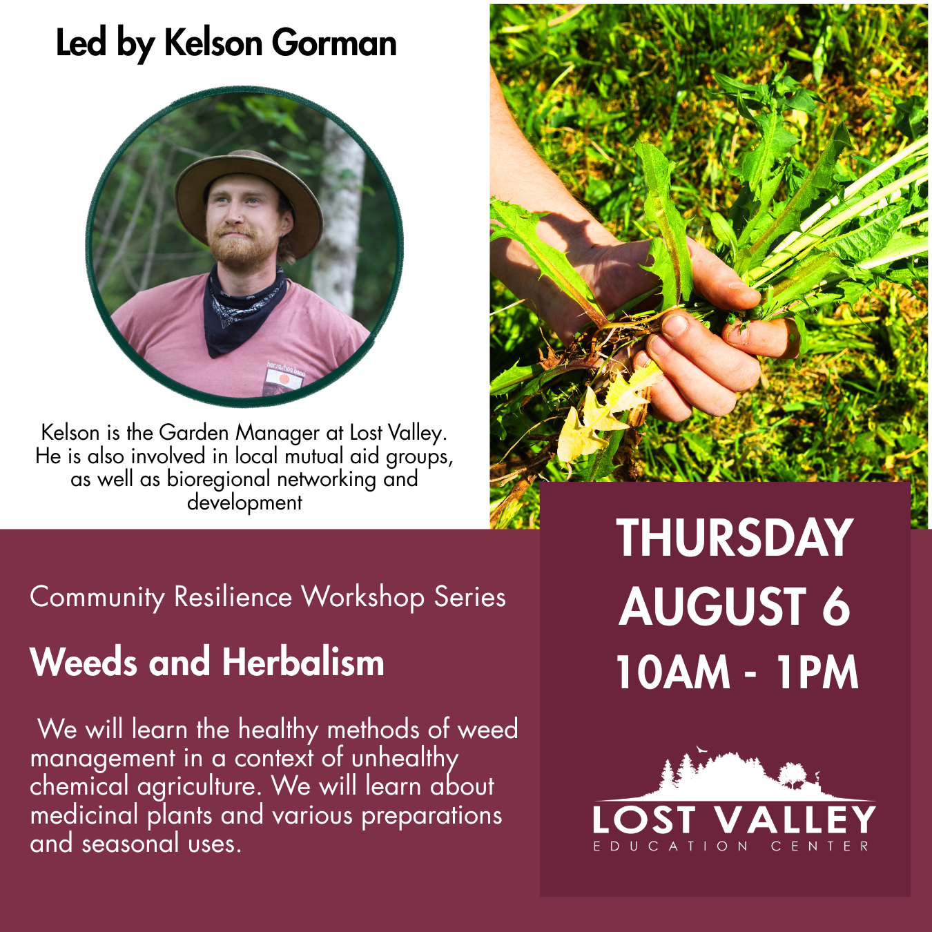 Weeds and Herbalism