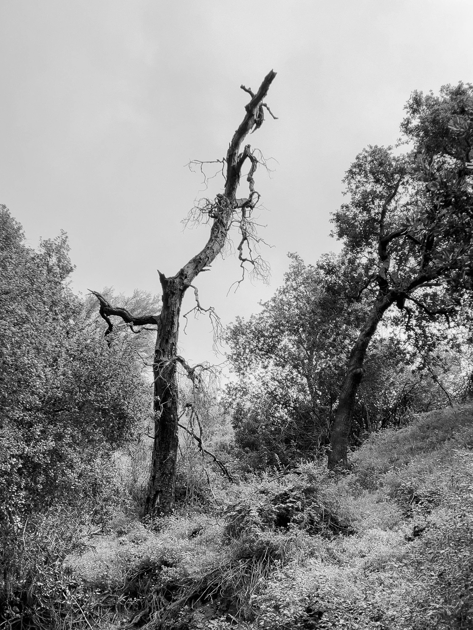 IMG_3315.jpg