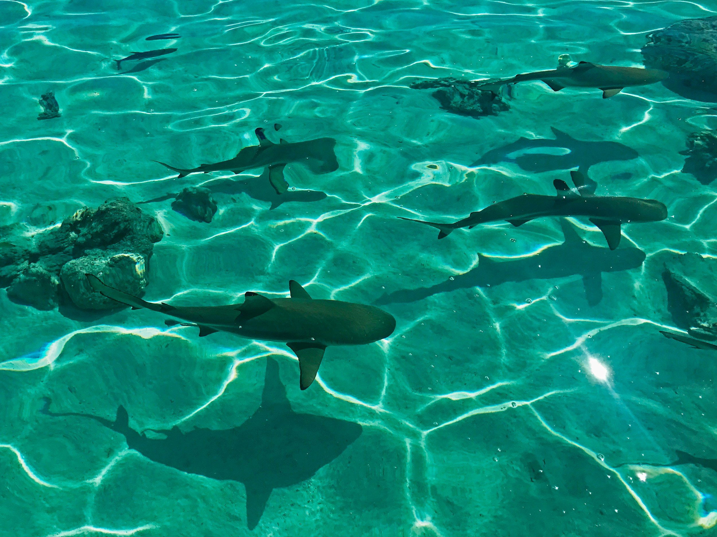 Exploring the Sharks of the Philippines: Nature's Ocean Guardians