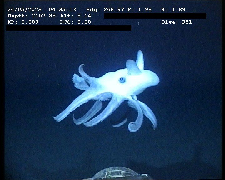 From Dumbo Octopuses to Bioluminescence, The Hidden Wonders of the Philippine Trench Is a Sci-Fi Dream IRL