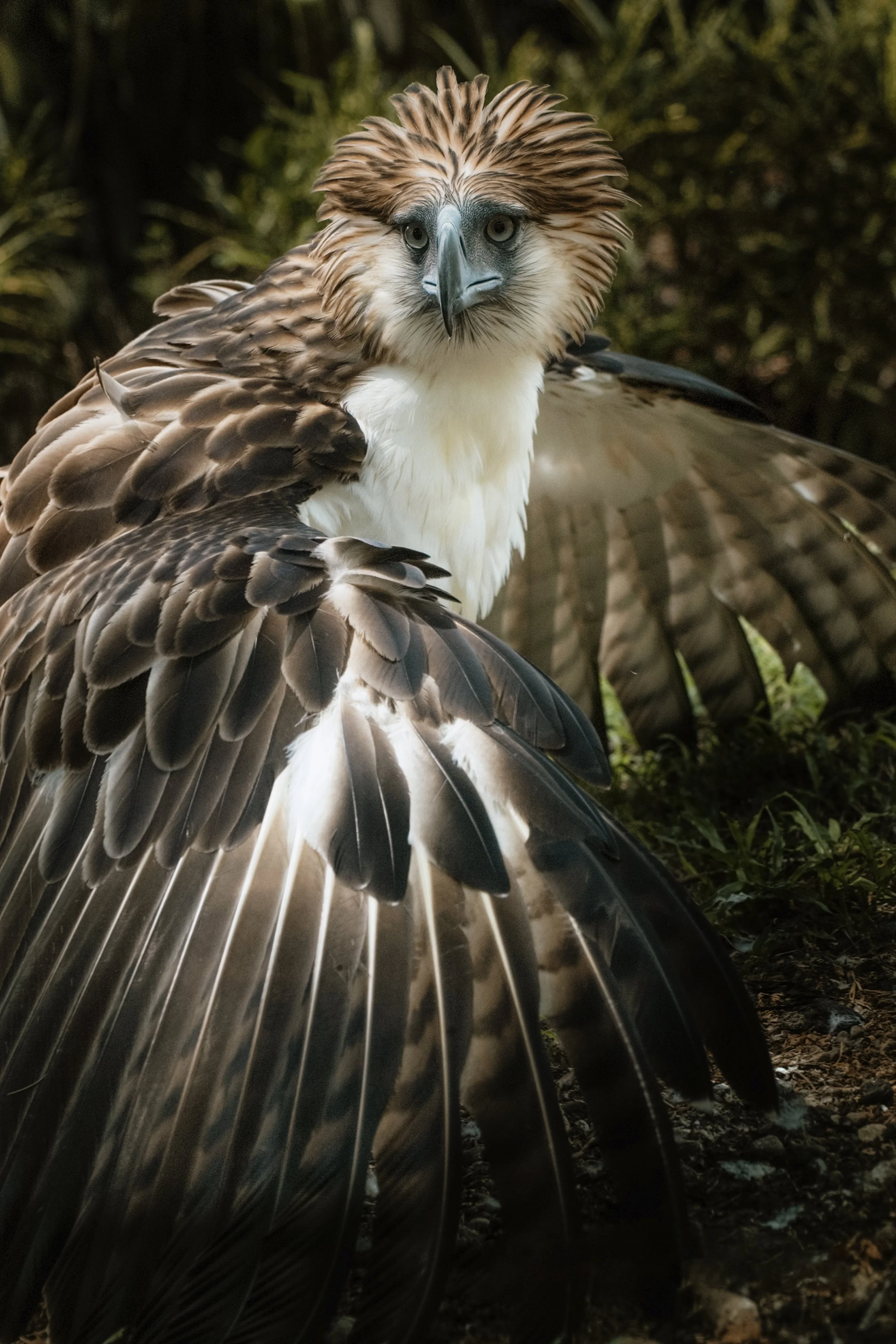 Only in the Philippines | Wild Animals You Won’t Find Anywhere Else - And Why They’re Disappearing