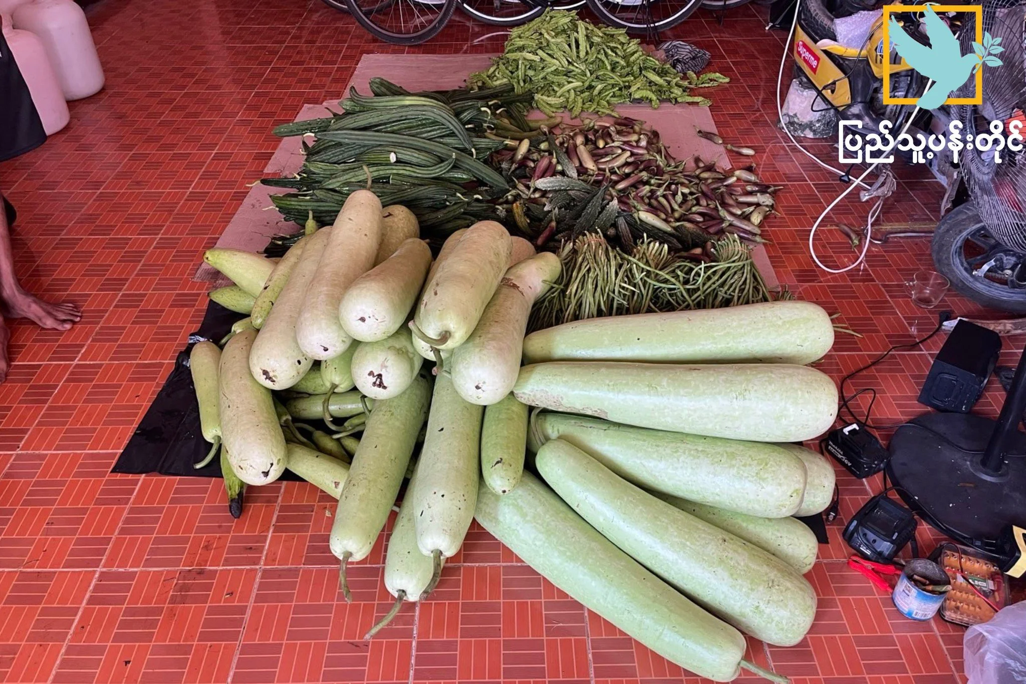 The Harvest of Resilience: Feeding Hope at the Border