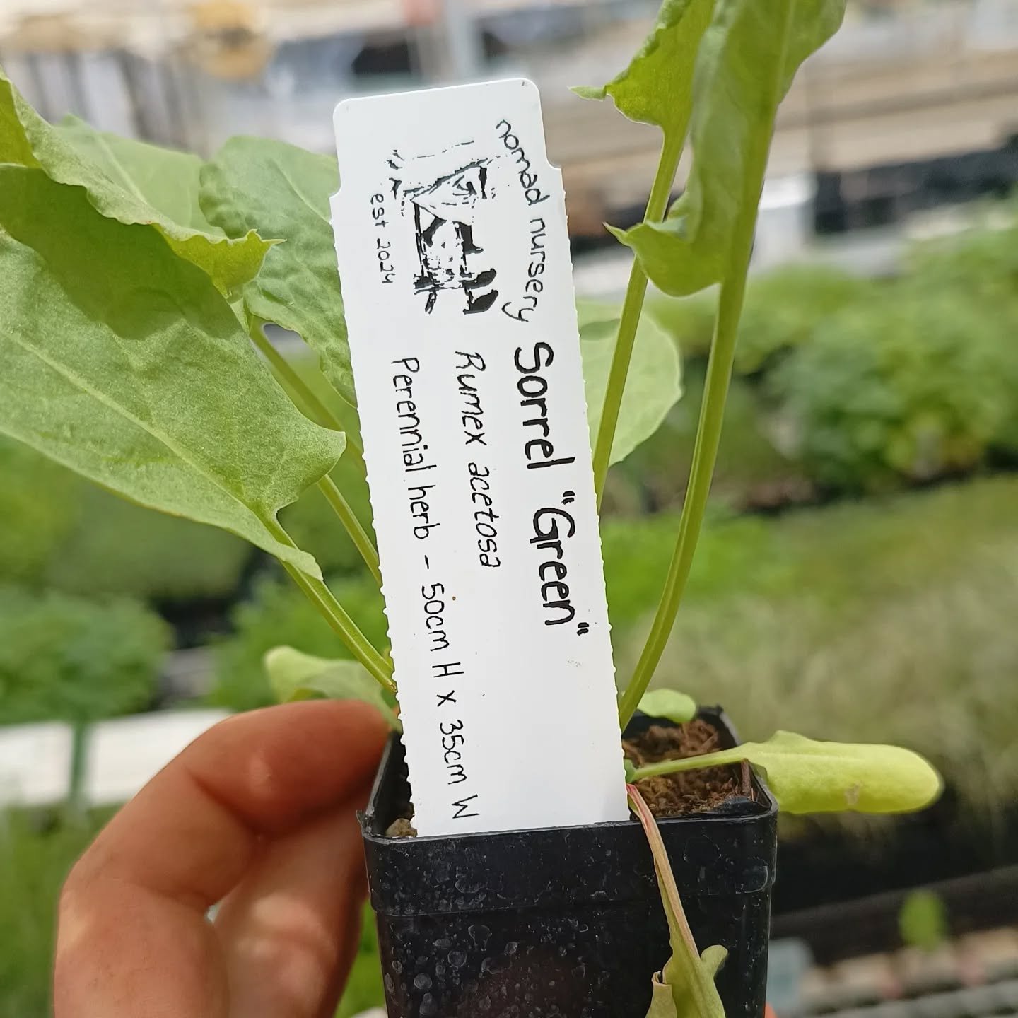 Green Sorrel, a completely underrated herb.  A perennial leafy herb that has a distinct lemony tang from the oxalic acids within the plant.

The plant itself is incredibly hardy, grows into a bunched clump of beautiful green leaves reaching 40-50ish 