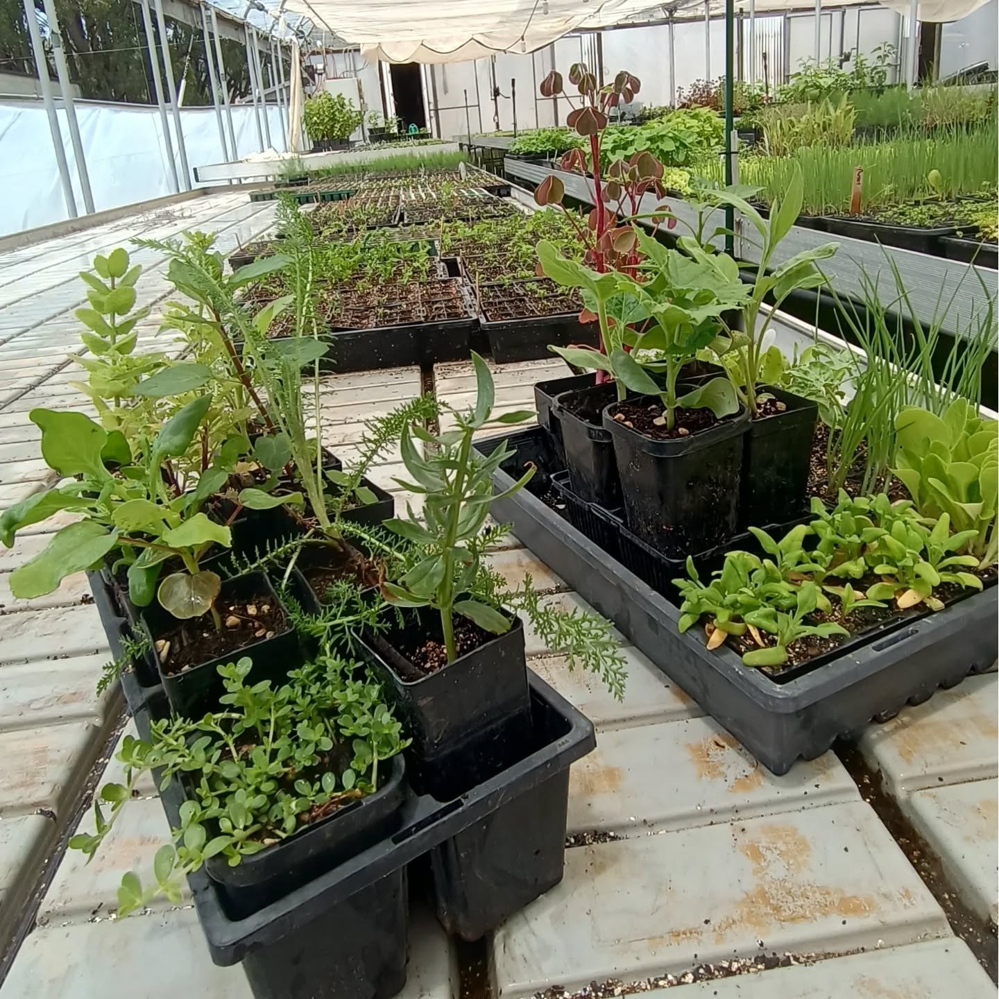 Plant Packs December 2024 - LIMITED STOCK 🌱

Hey Fam, @urbangrow_boi and I (@kym.ormond ) have had so much luck with growing at our new nursery site that we've got enough plants to run a mix of LIMITED plant boxes for the rest of December.

These ar