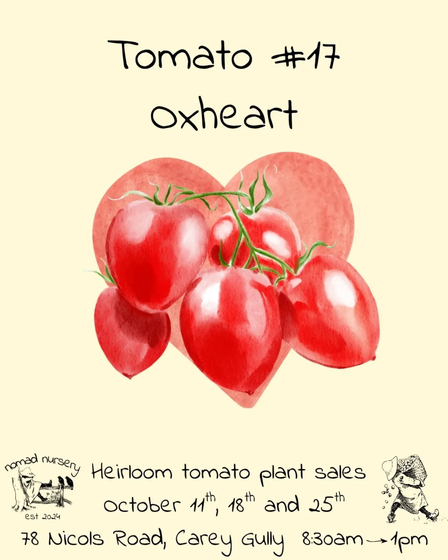 Say hello to the Oxheart tomato, which is my friend Mark's favourite tomato variety and would happily spend hours talking about how good it is.

This is a large strawberry-heart shaped tomato with a nice delicious texture and good flavour. A versatil