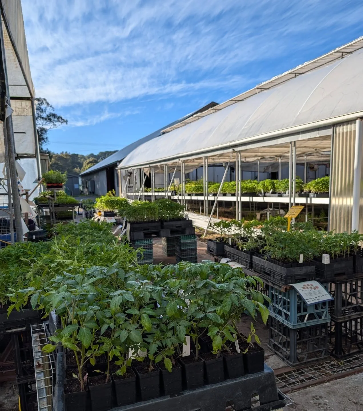 Heirloom tomato sale #2 at Nomad Nursery is all systems grow!

🌻 Open today the 18th October
🌻 8:30-1:30pm
🌻 78 Nicols Road, Carey Gully 

29 varieties of heirloom tomatoes, some might possibly sell out today 👀 

Stacks of heirloom veg, herbs, fl