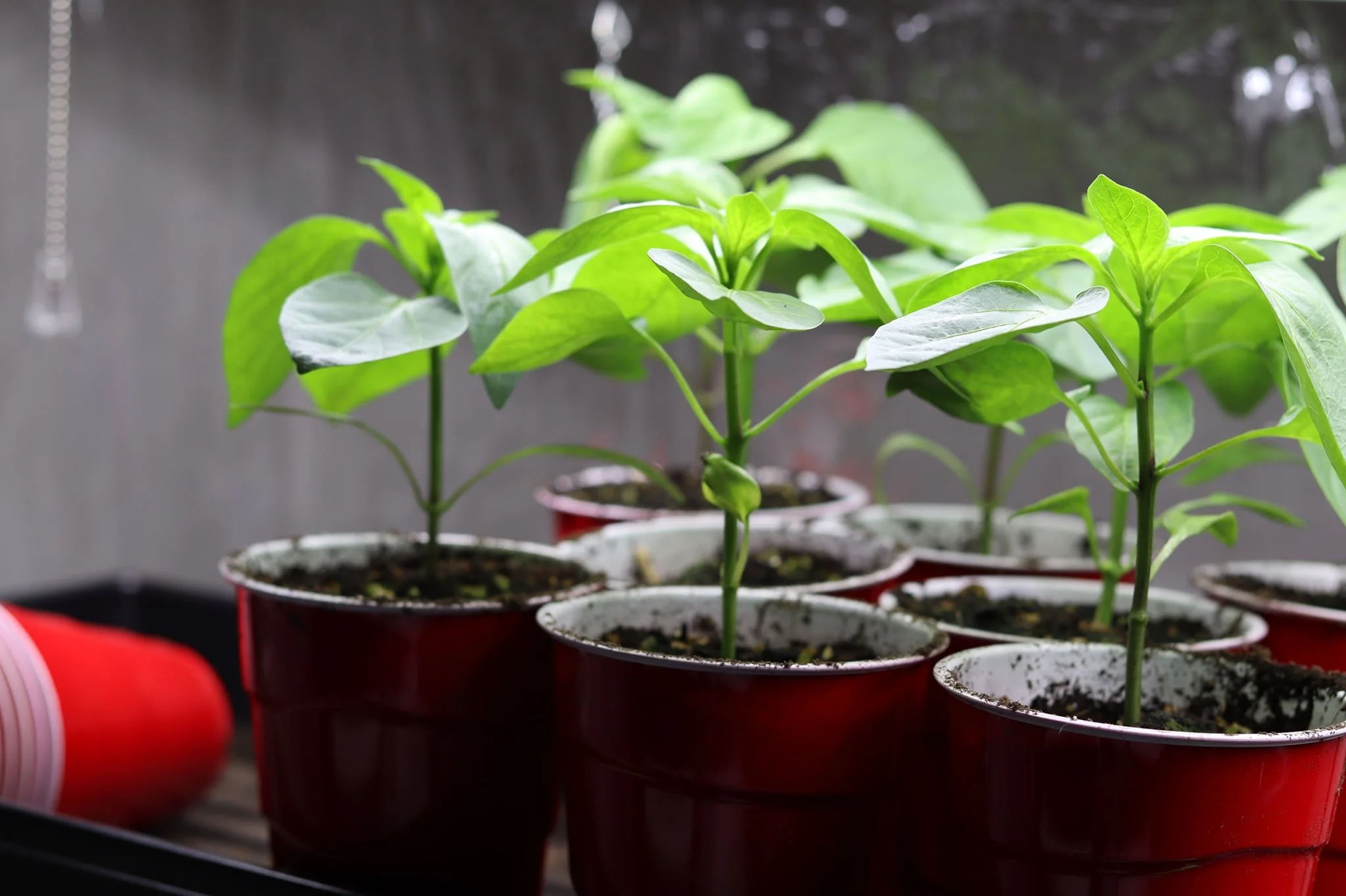 Five Reasons to Compost #6