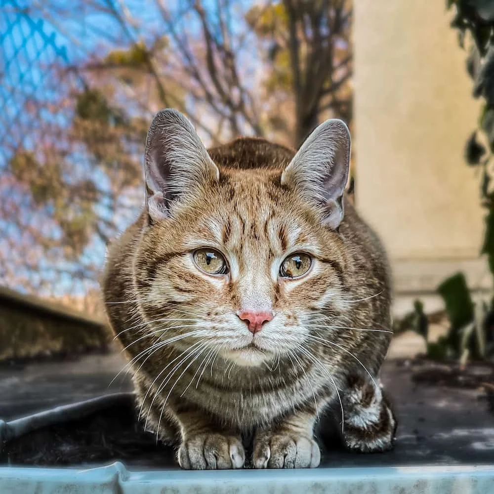 Best Camera Apps for iPhone (2025 Edition)