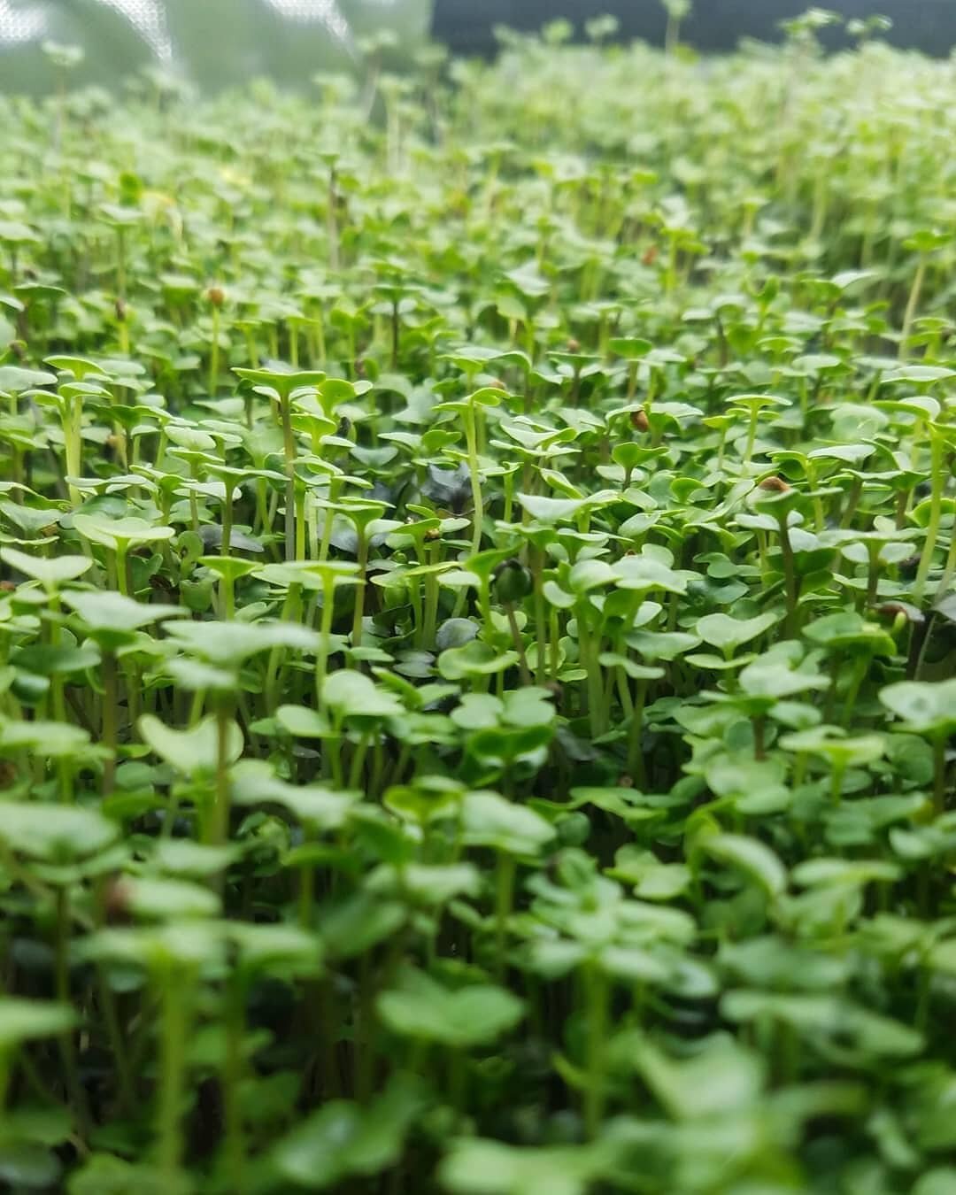 Get your weekly dose of Zesty or Mild microgreens today at the @bellairewinterfarmersmarket!! 10-2, lots of awesome vendors, a good food, and tasty drinks. Come join the fun!

Plus, Bellaire has their keg party still going!