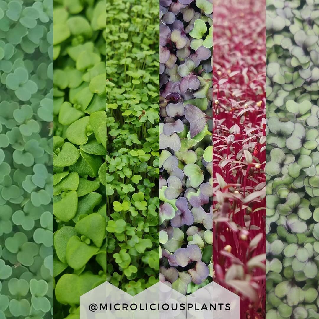 Broccoli, basil, spicy mix, radish, amaranth, and cabbage!

Microgreens are as beautiful as they are delicious