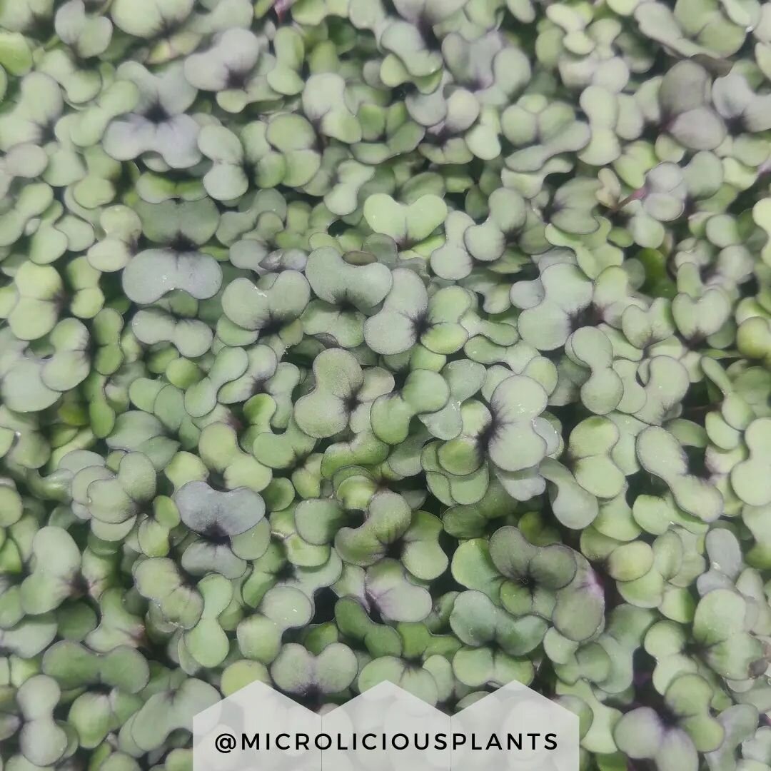 We love cabbage microgreens!! Super delicious and healthy, plue extra beautiful with purple edges to a deep green leaf 💜 💚 

Our website has been recently overhauled and is all brand new!! All pages are up and running other than the Recipes &amp; B