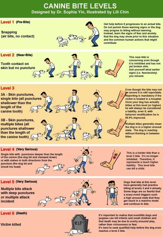 Chart depicting six canine bite levels by Dr. Sophia Yin, illustrated by Lili Chin. Levels range from snapping with no contact (Level 1) to victim killed (Level 6). Each level includes illustrations and explanations about the severity and implications of the bite, emphasizing the need for proper training and intervention to prevent escalation.