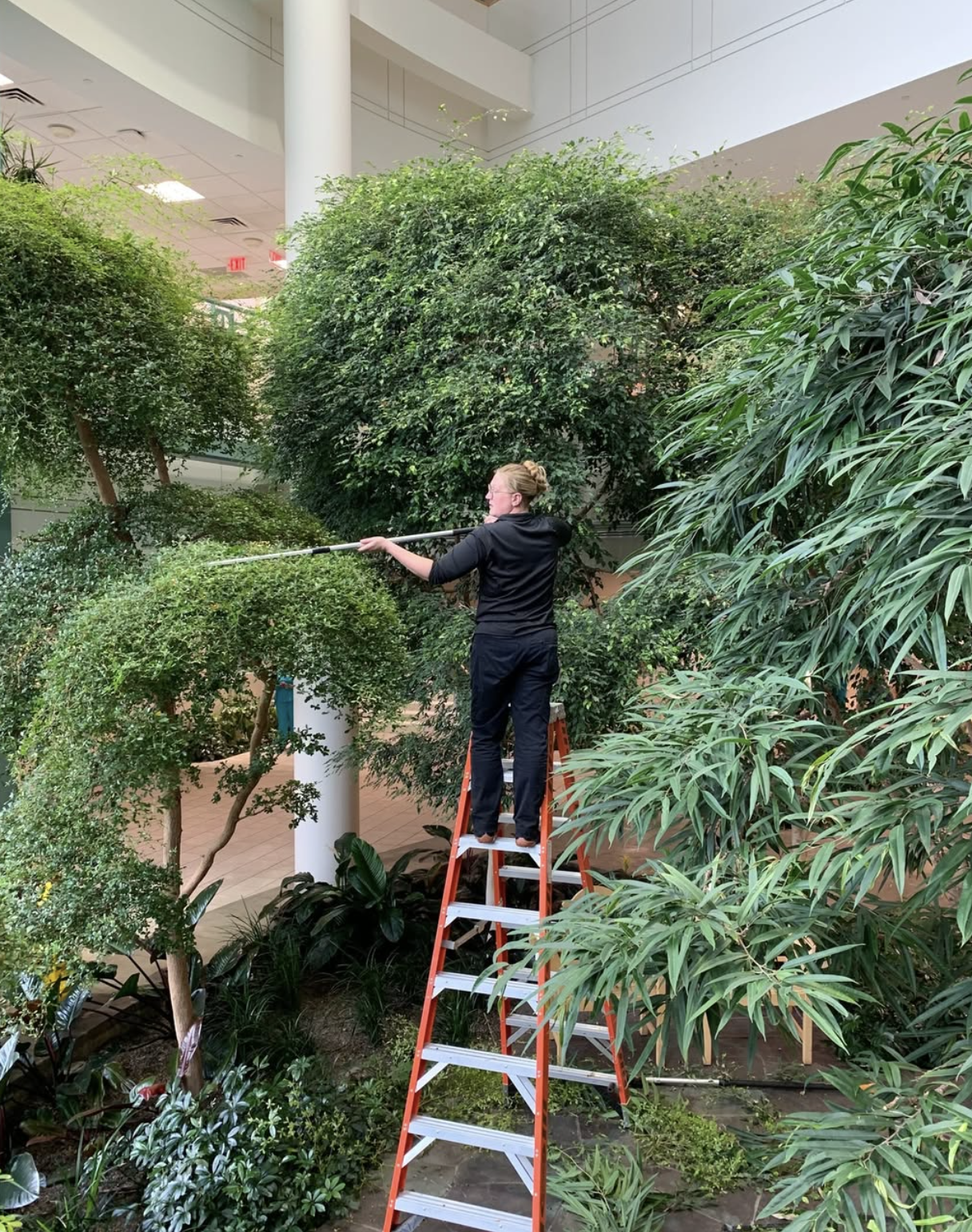 Horticulturist on a ladder pruning interior atrium trees.