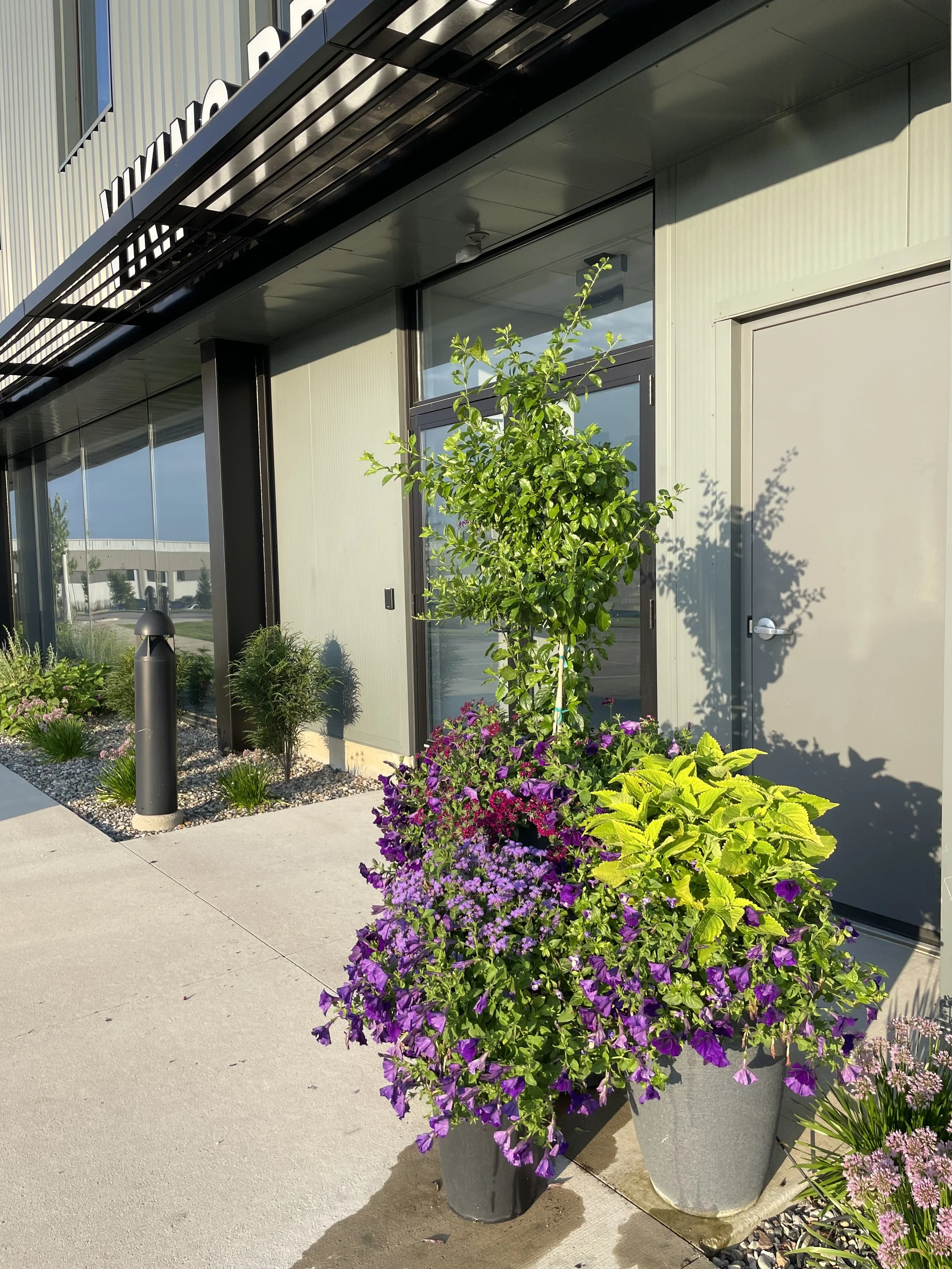 Standard topiary tree with purple petunias and coleus at a commercial entrance.