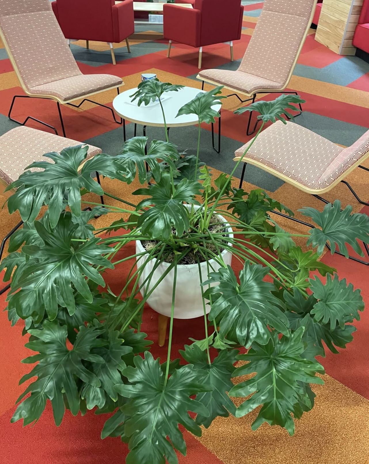 Split-leaf philodendron in a white planter on an office lounge carpet.