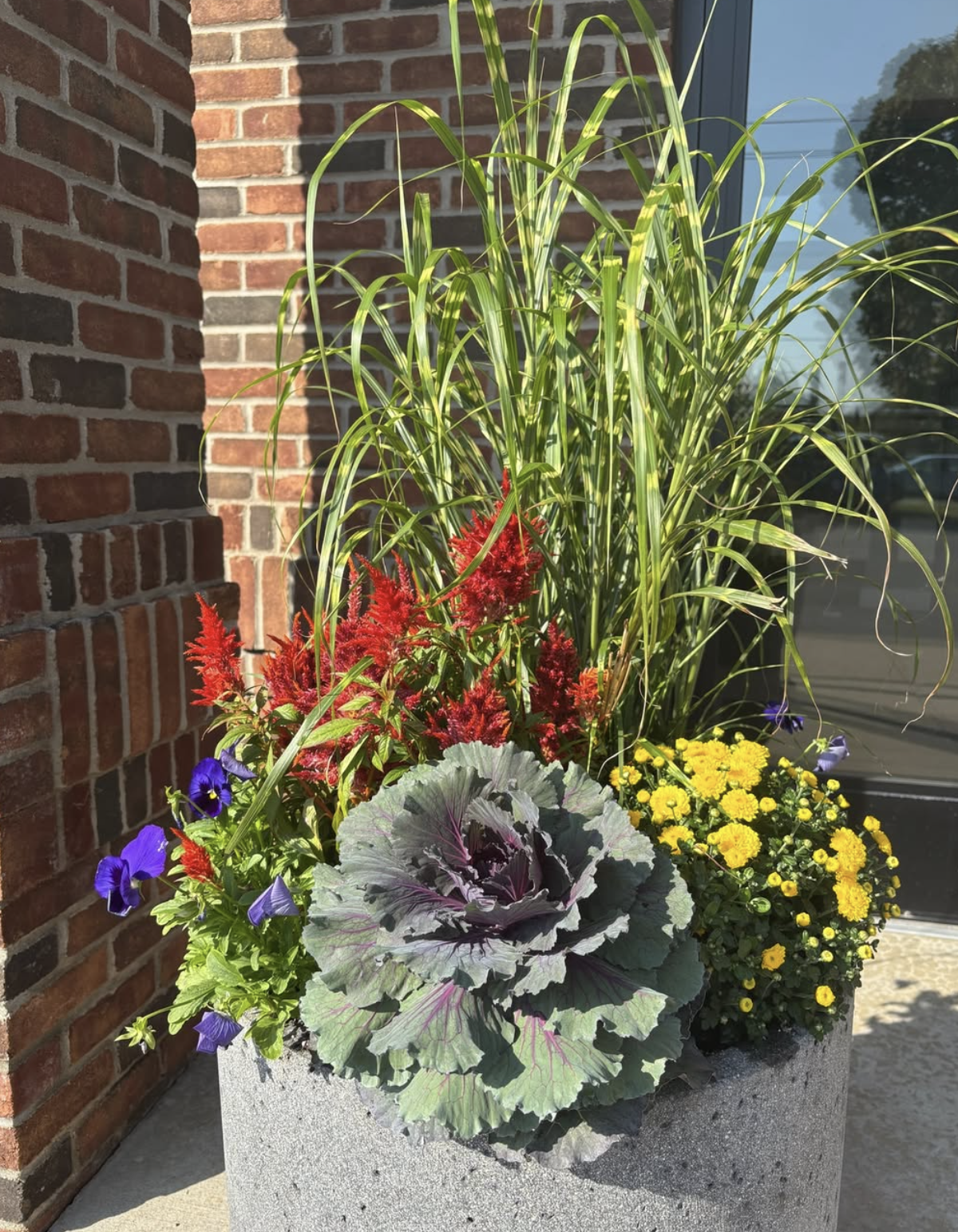 Fall planter with ornamental cabbage, celosia, mums, and ornamental grass.