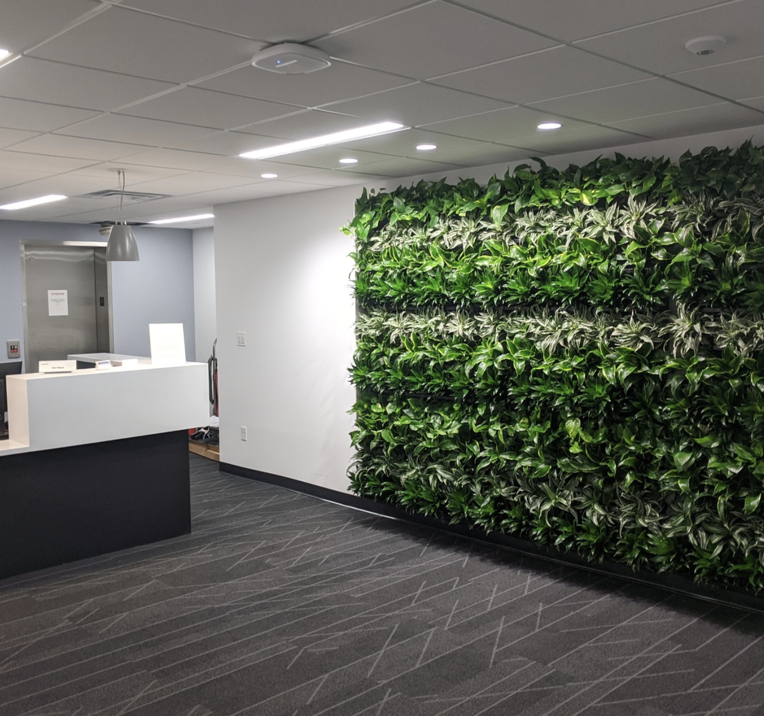 Living wall with variegated pothos in an office reception area.