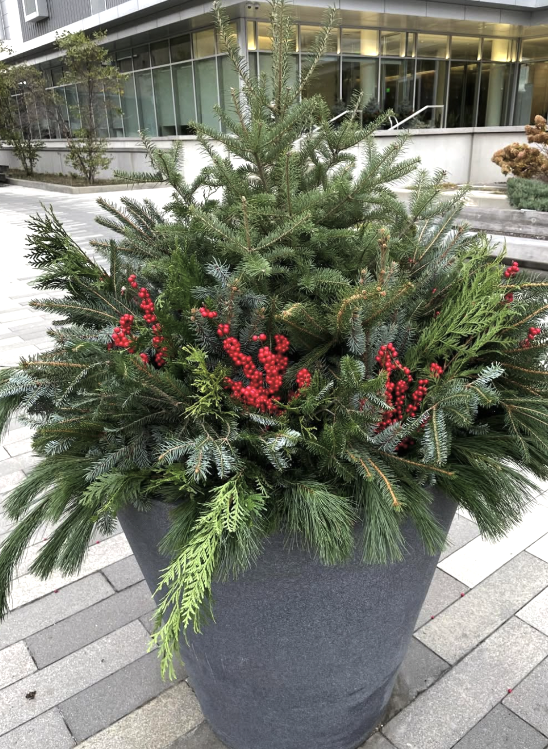 Outdoor evergreen planter with fresh greens and red berries on a commercial plaza.