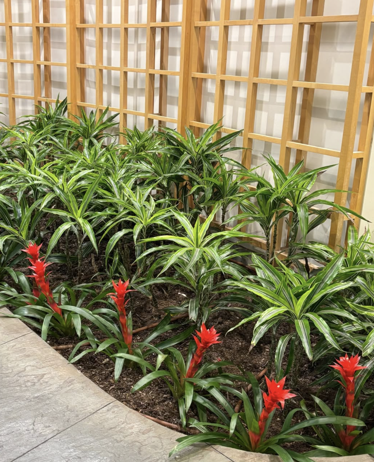 Dracaena and bromeliad interior plantscape along a wood lattice partition.
