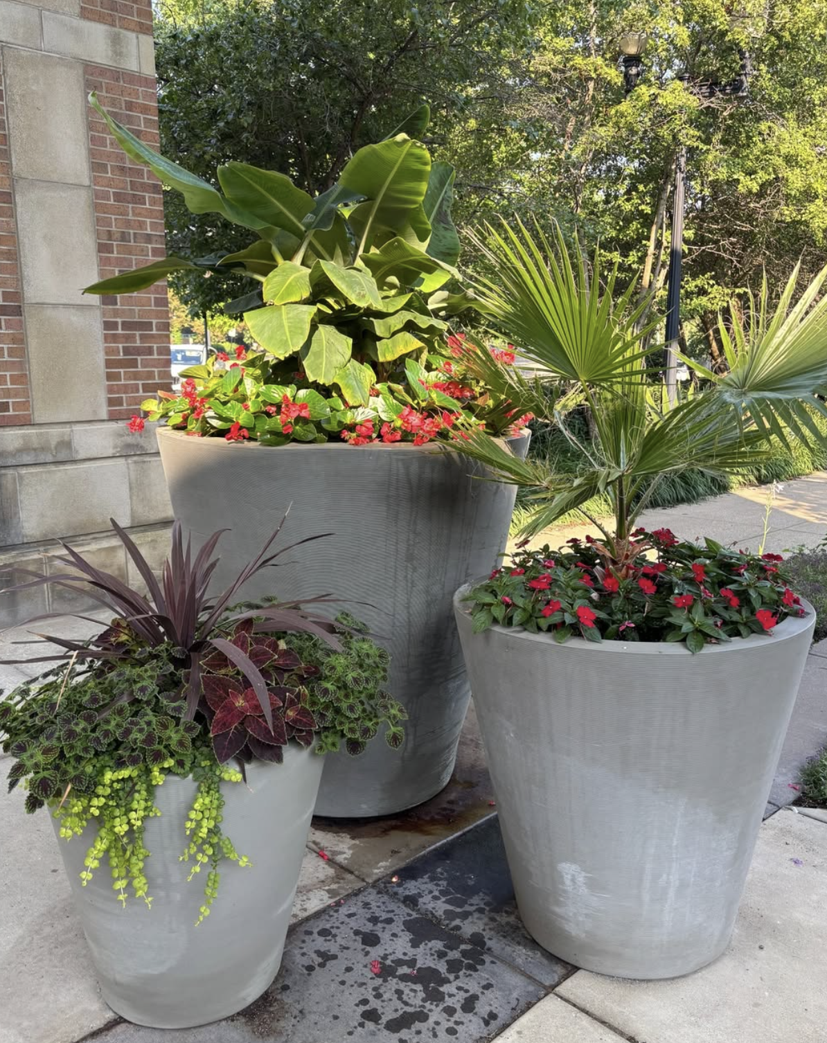 Palm and coleus planters flanking a brick building entrance