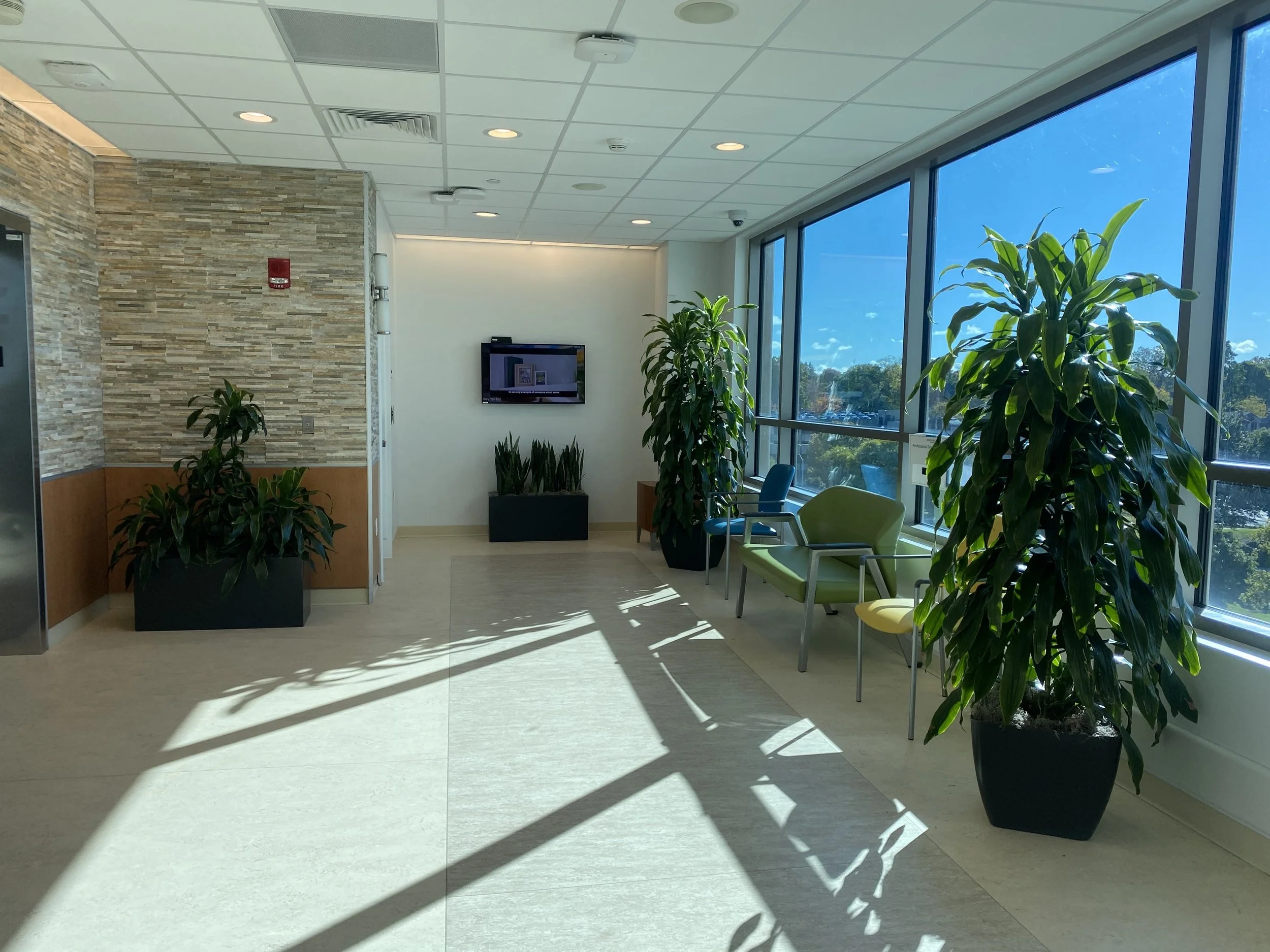 Dracaena and snake plant floor planters in an office lobby with stone accent wall.