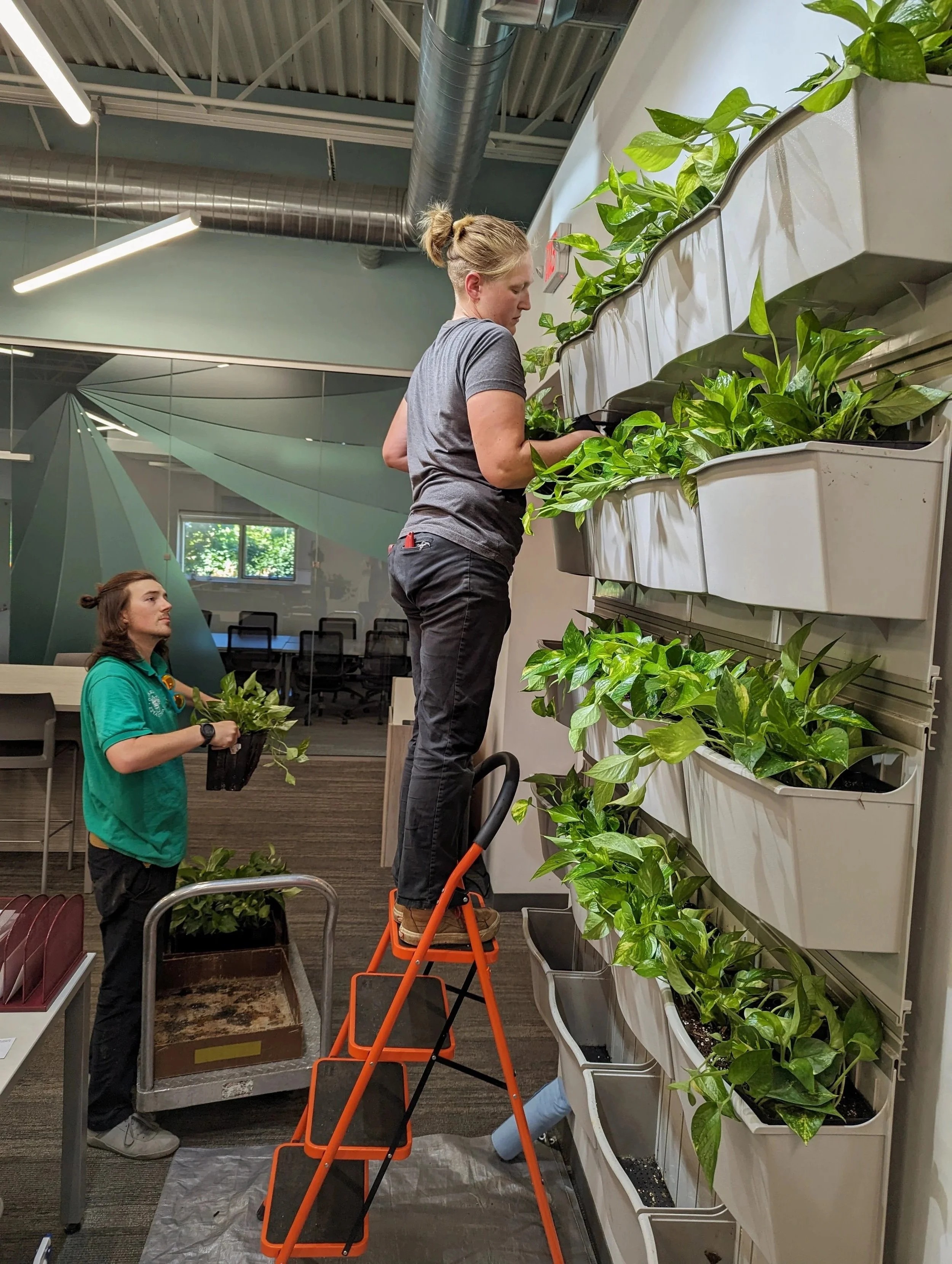 Horticulturists maintaining a living wall of pothos in an office meeting room..