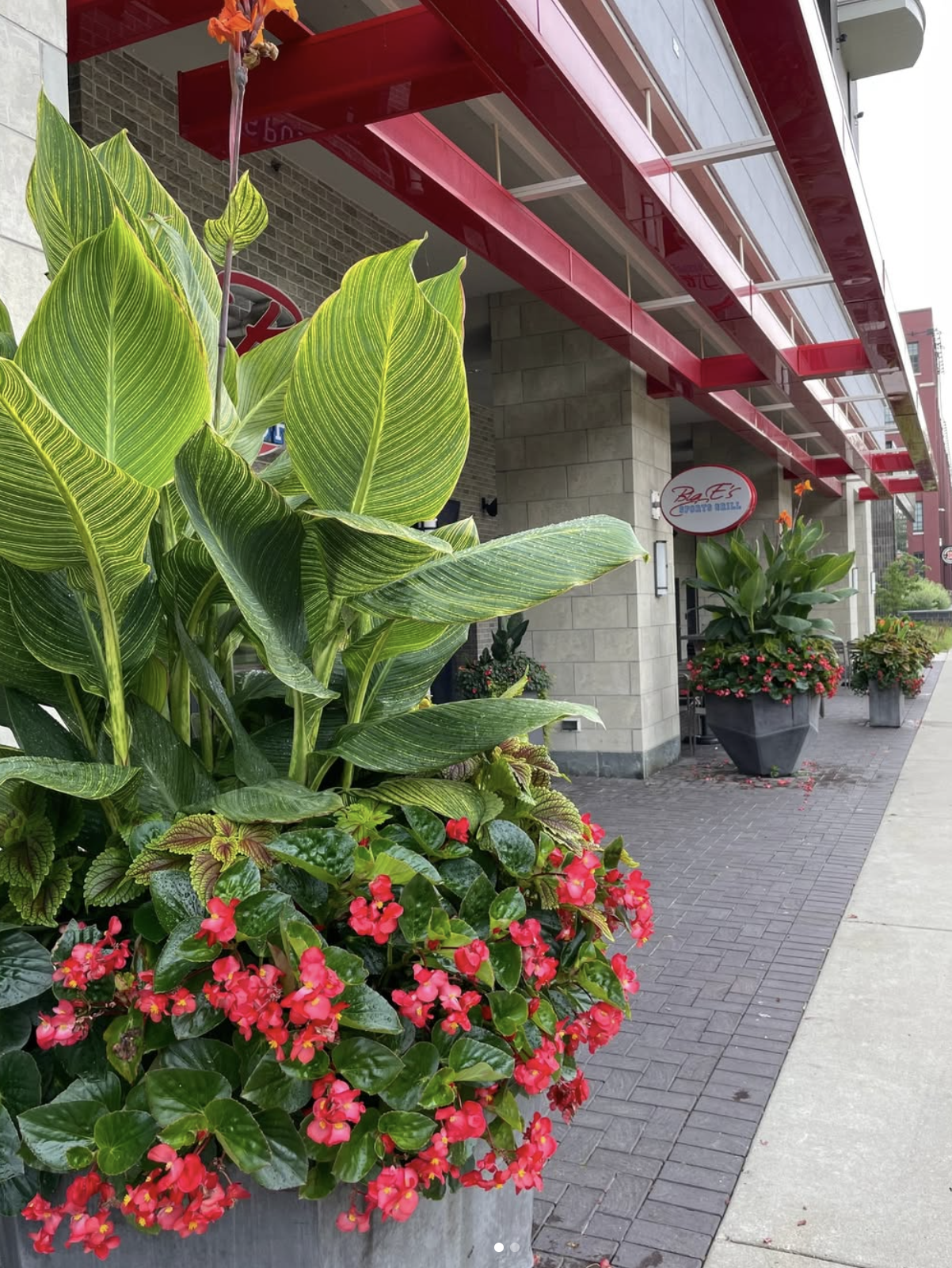 Canna lily and coleus planter outside a sports grill entrance.