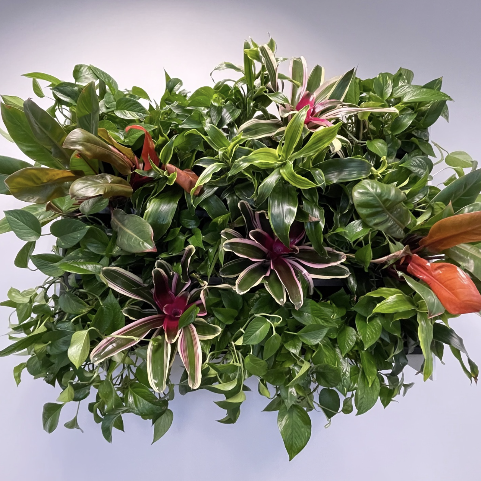 Close-up of living wall panel with bromeliads and variegated foliage.