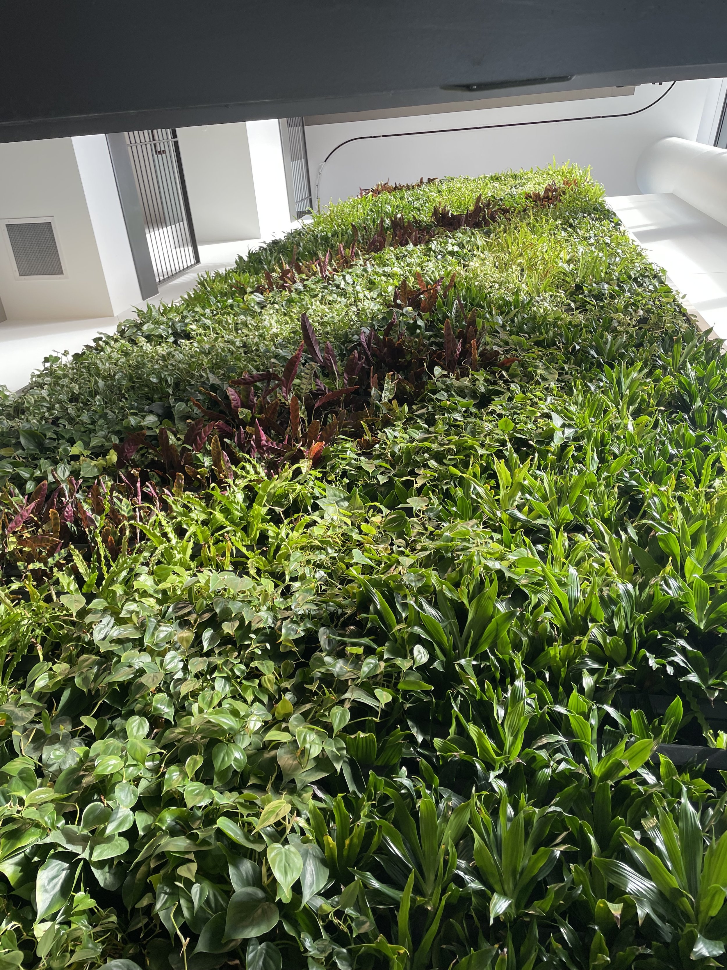 Large curved living wall with croton, philodendron, and dracaena in a bright atrium.