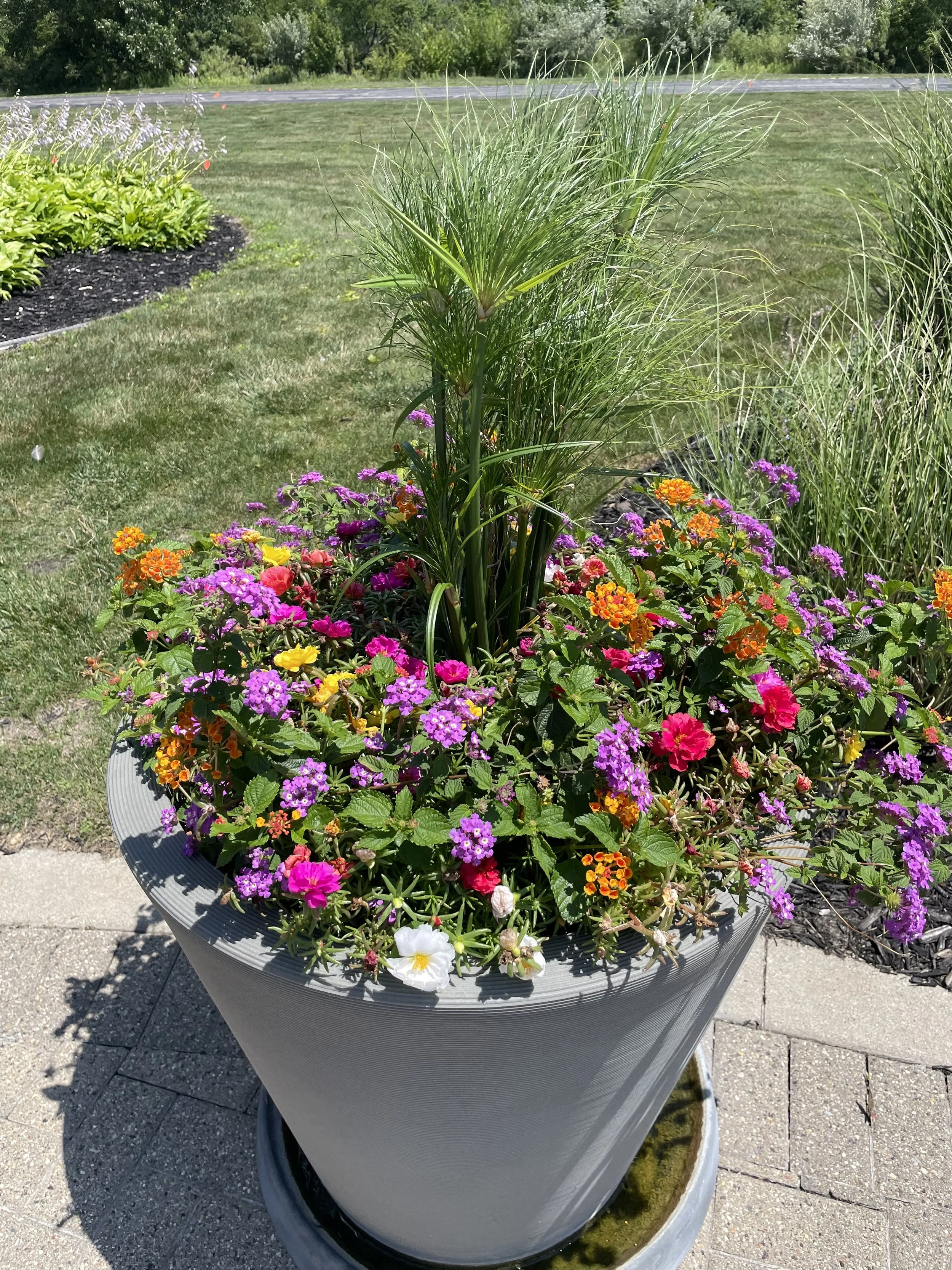 Large planter with papyrus, lantana, and verbena beside a landscaped walkway.