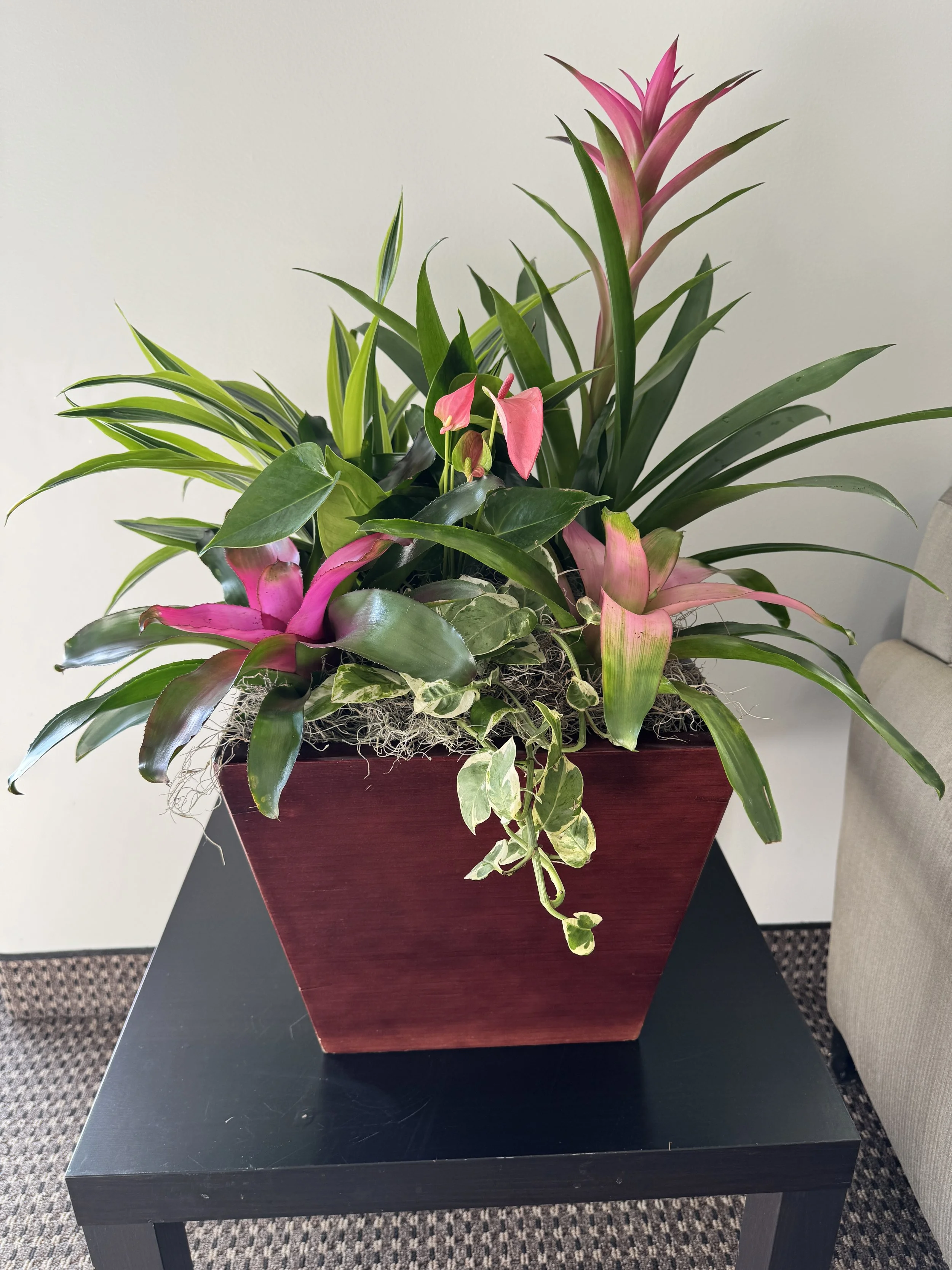 Bromeliad and anthurium container arrangement with trailing pothos on an accent table.