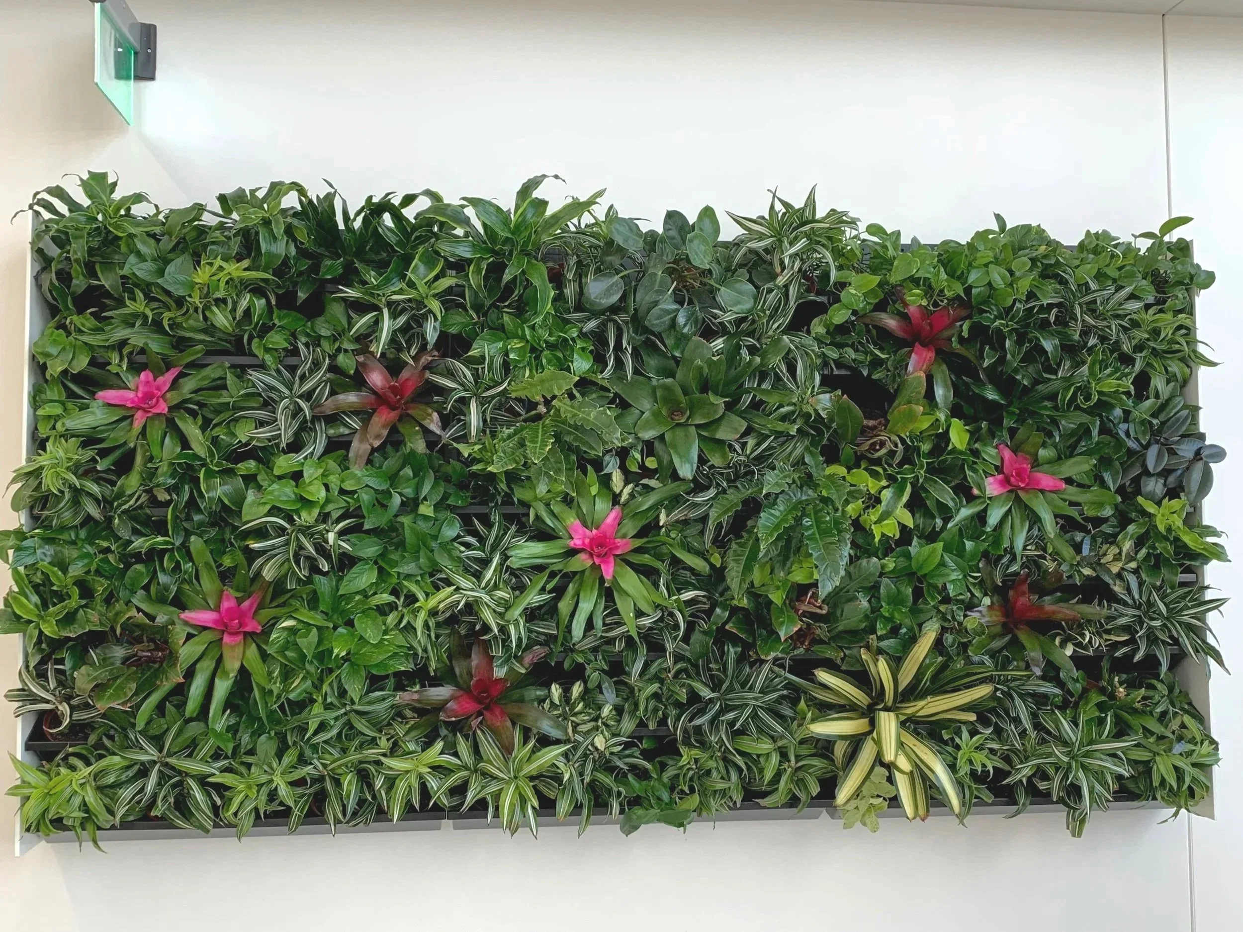 Tropical living wall with bromeliads, dracaena, and pothos in an office lobby.