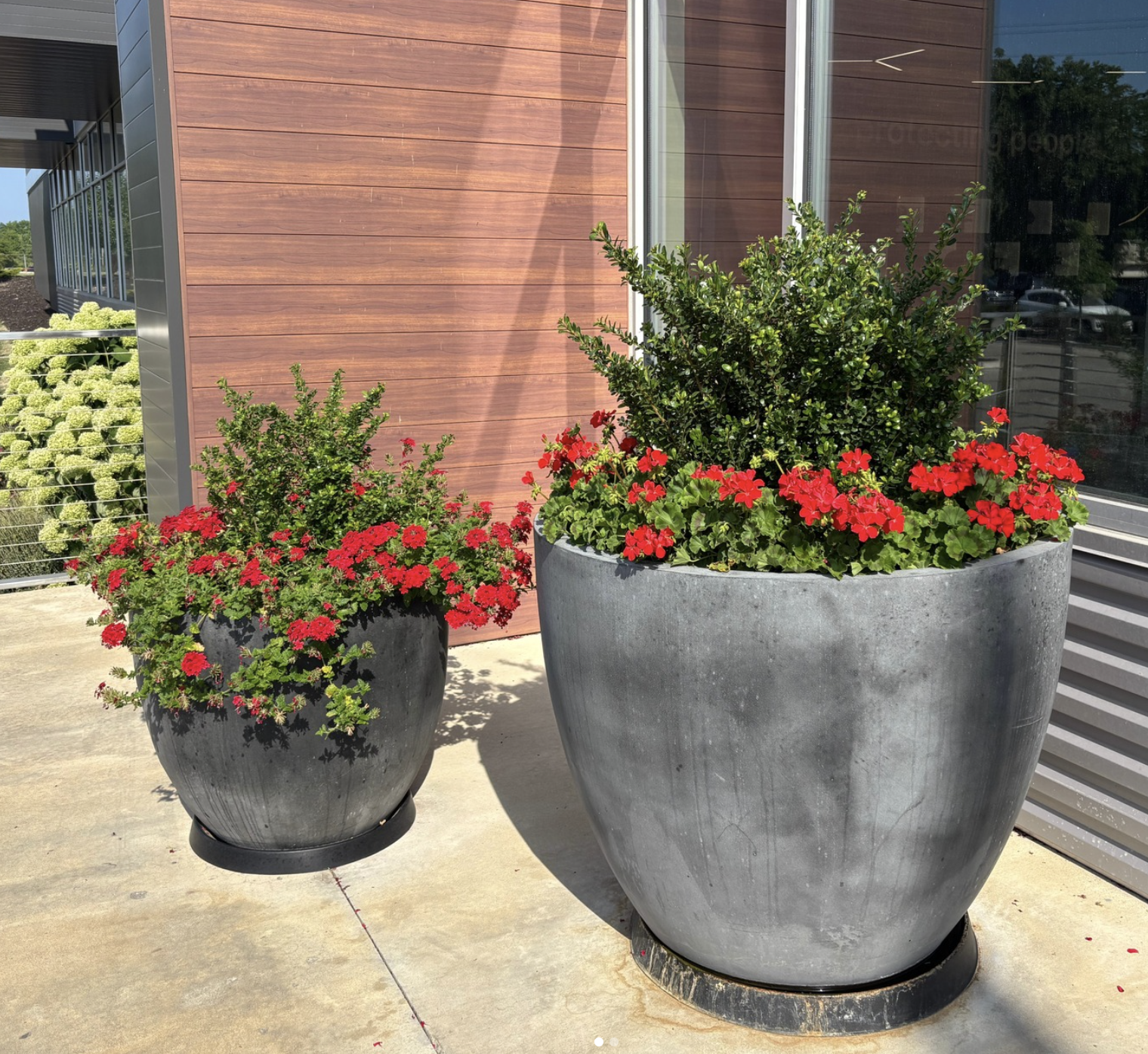 Two gray urns with red geraniums and boxwood outside a commercial building.
