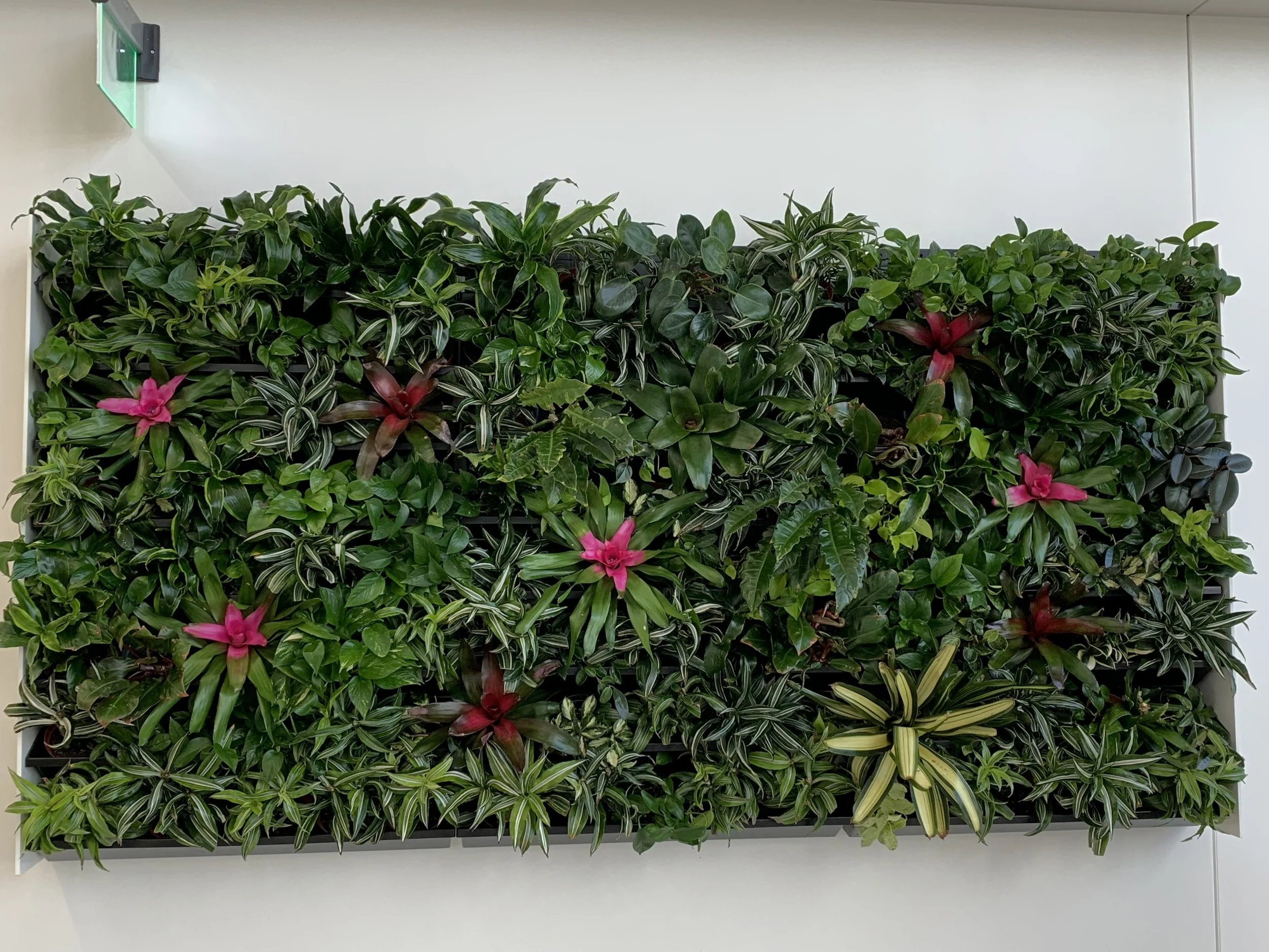 Living wall with tropical foliage and pink bromeliads.